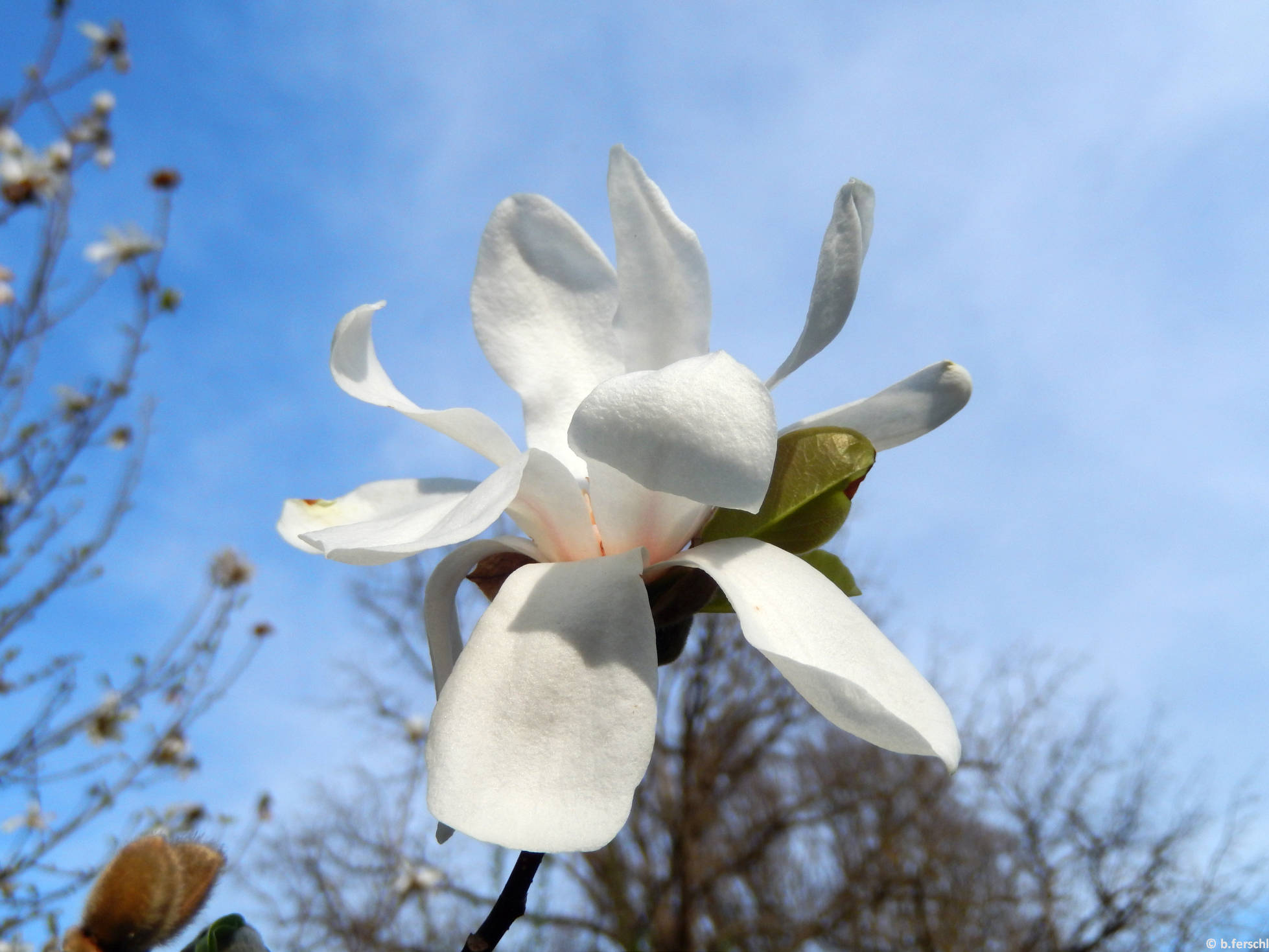 Merrill magnólia (Magnolia x loebneri ‘Merrill‘)