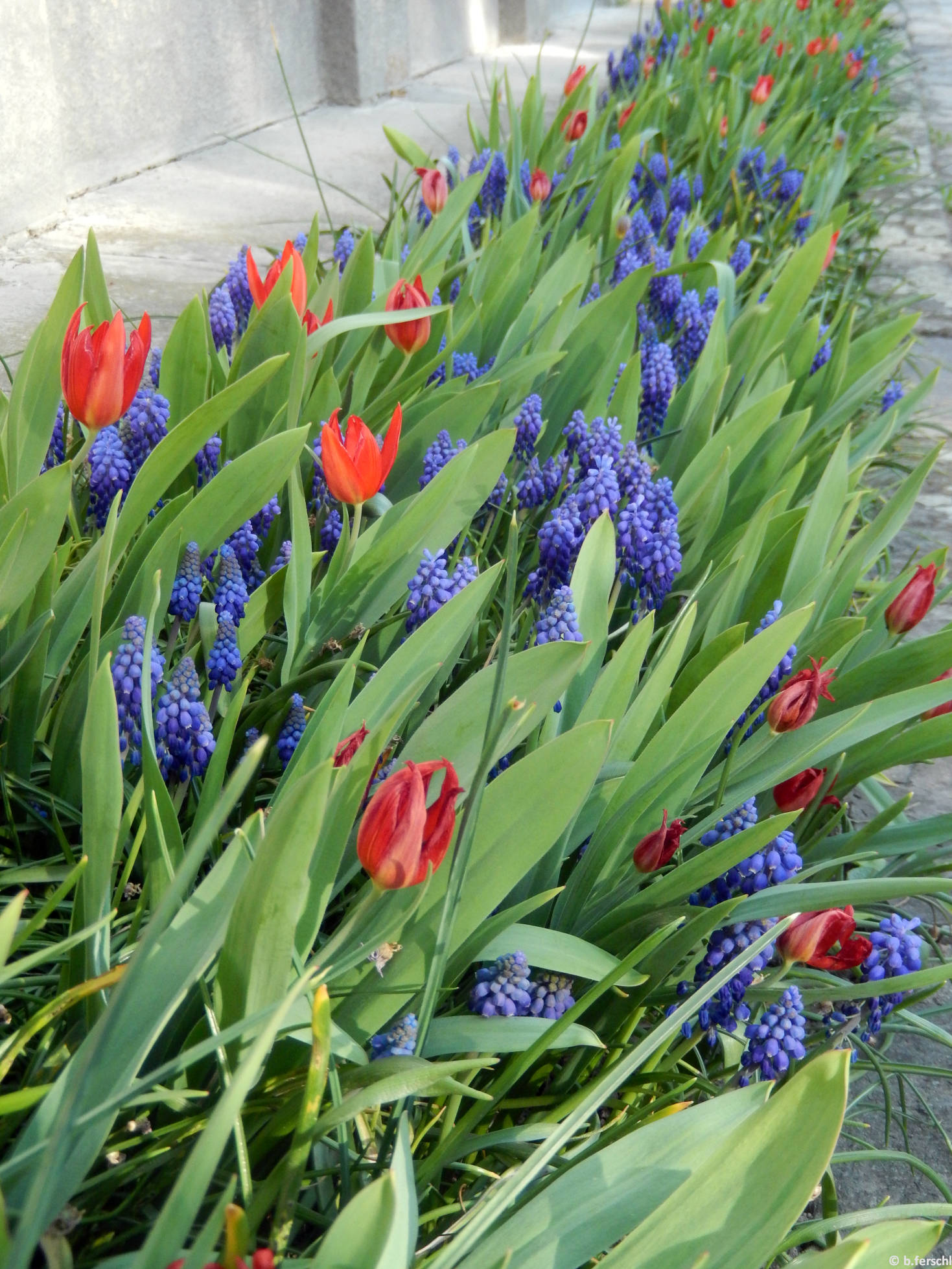 Unicum hisszári tulipán gyöngyikékkel (Tulipa praestans ‘Unicum‘ és Muscari sp.)