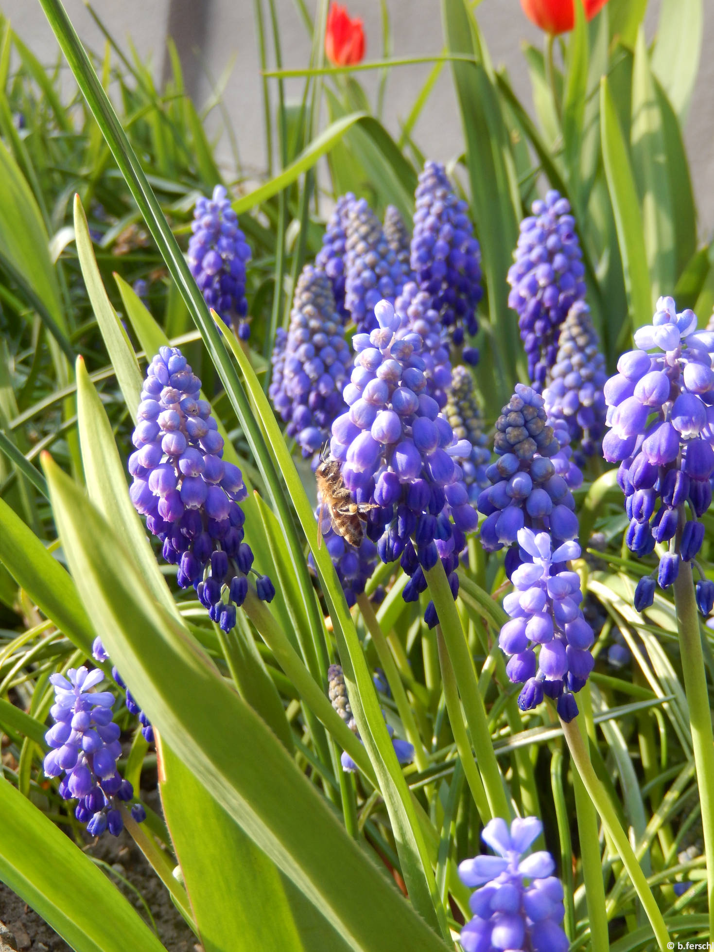 Muscari mézelő méhhel