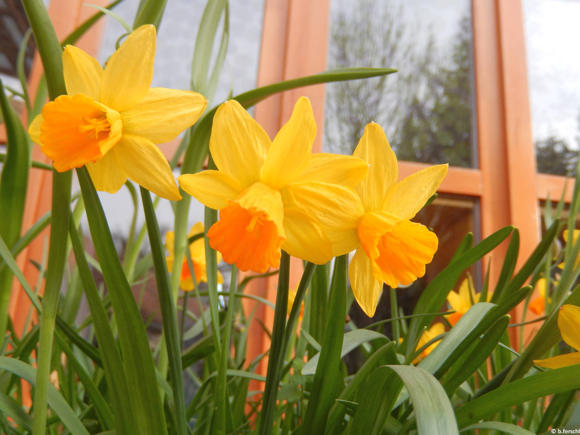 Bókoló nárcisz a Berkenyeház előtt (Narcissus cyclamineus ‘Jack Snipe‘