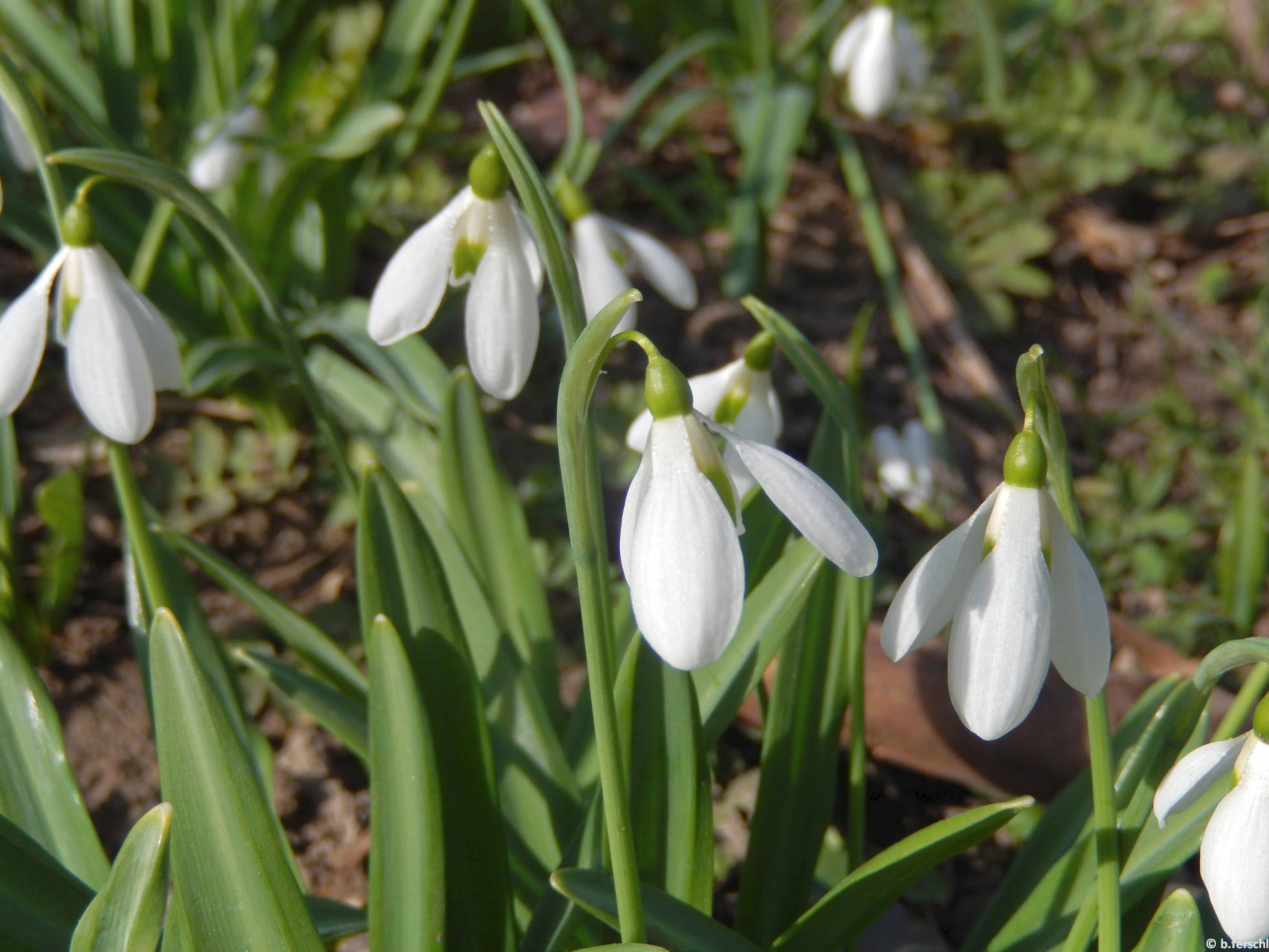 Hóvirágok (Galanthus sp.)