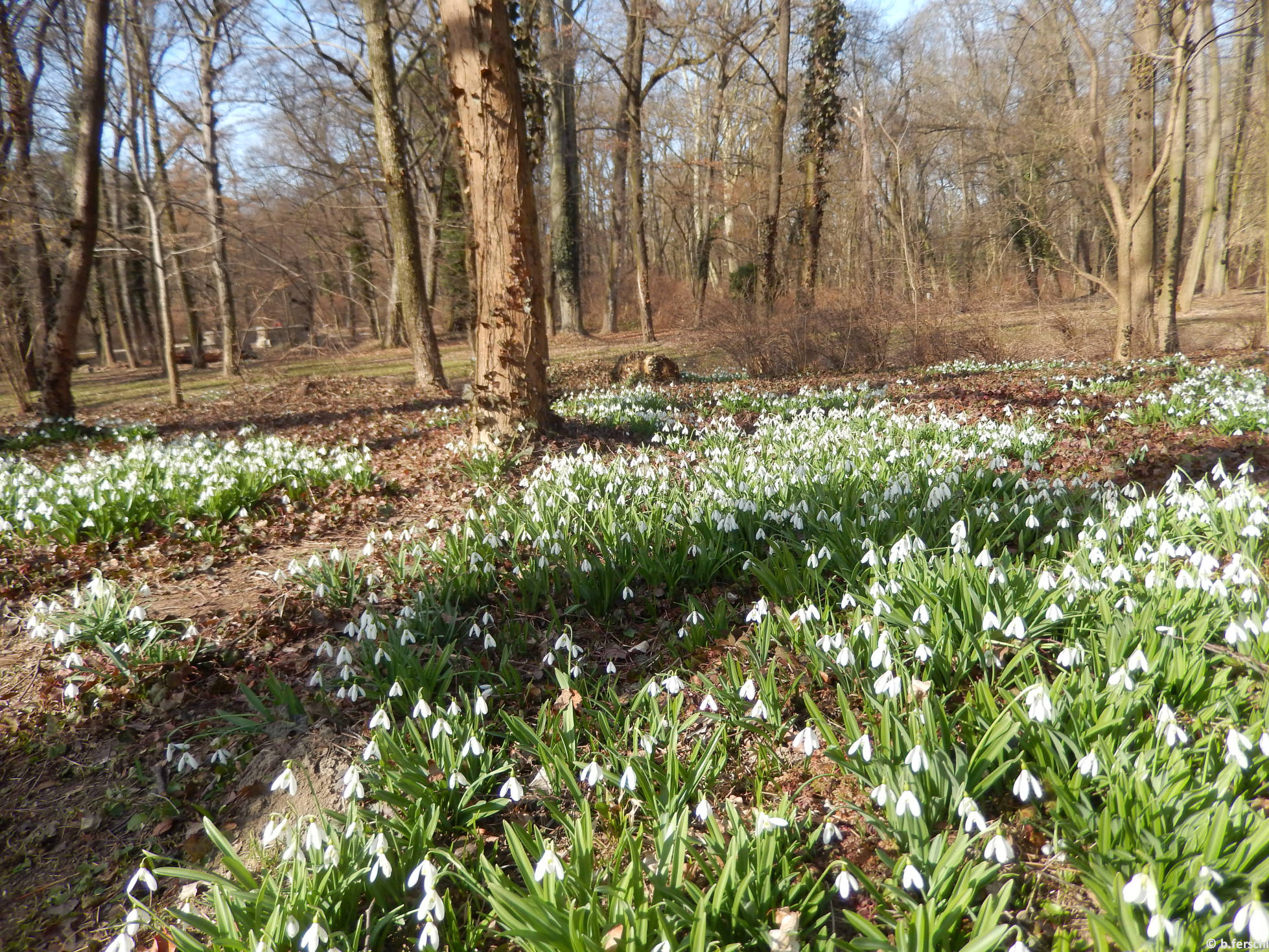 Hóvirágok (Galanthus sp.)