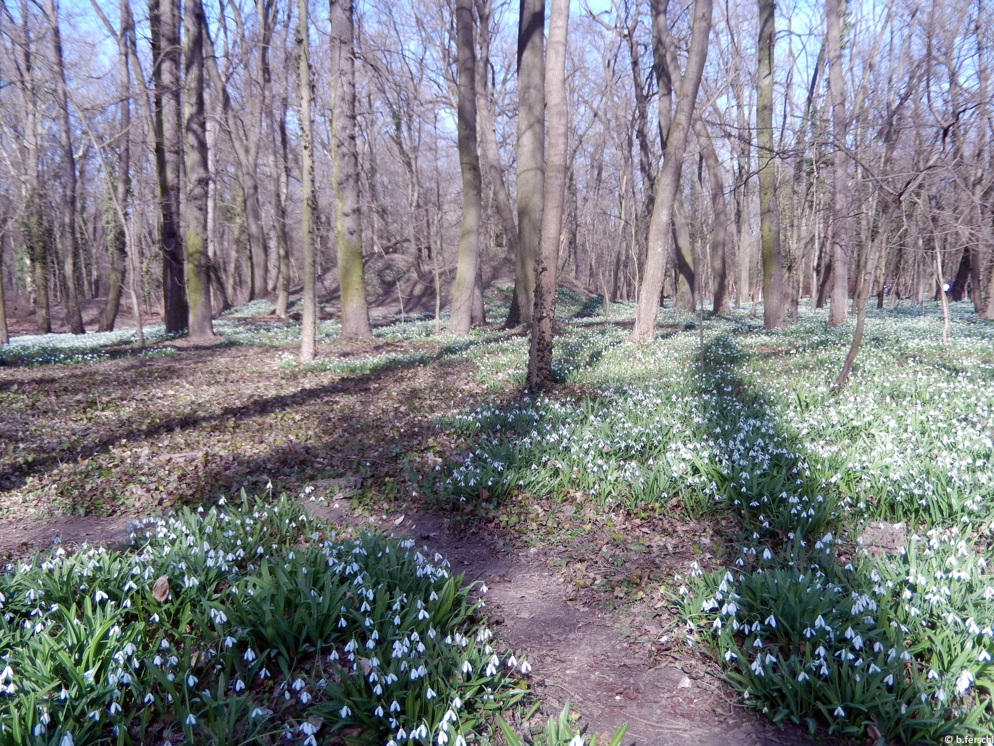 Hóvirágok (Galanthus sp.)