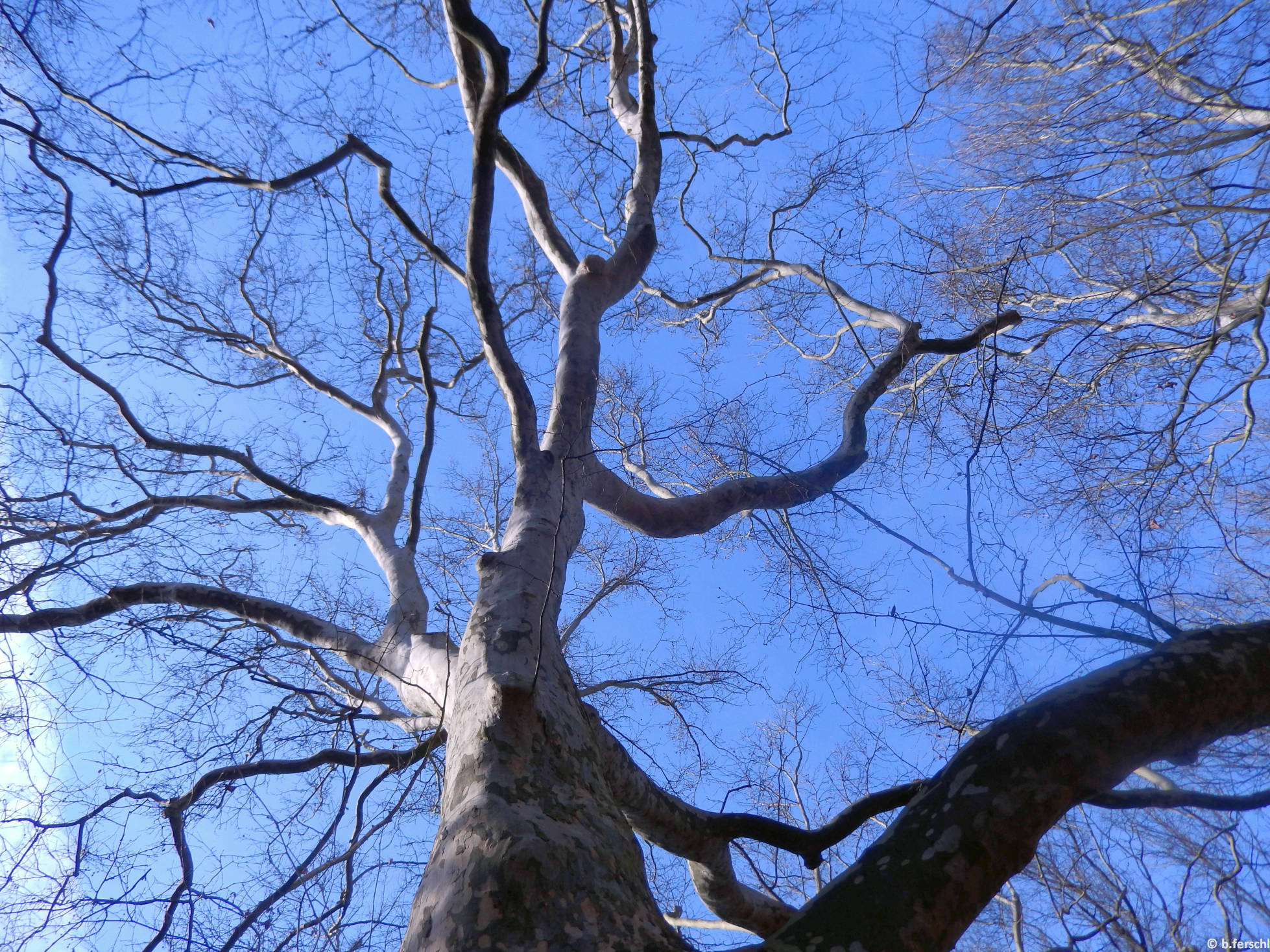 Ősöreg platánfa (Platanus sp.)