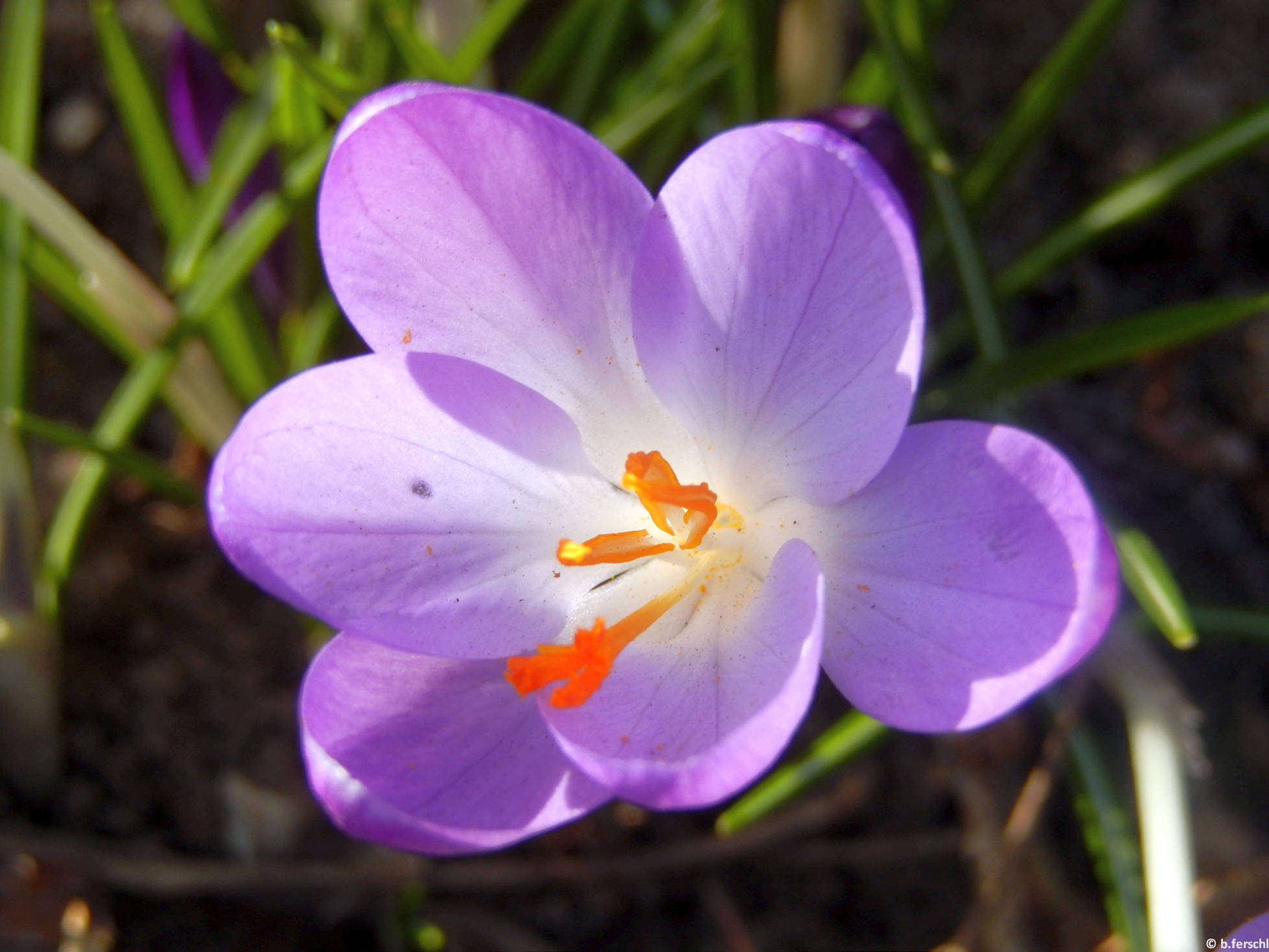 Sáfrány (Crocus sativus)