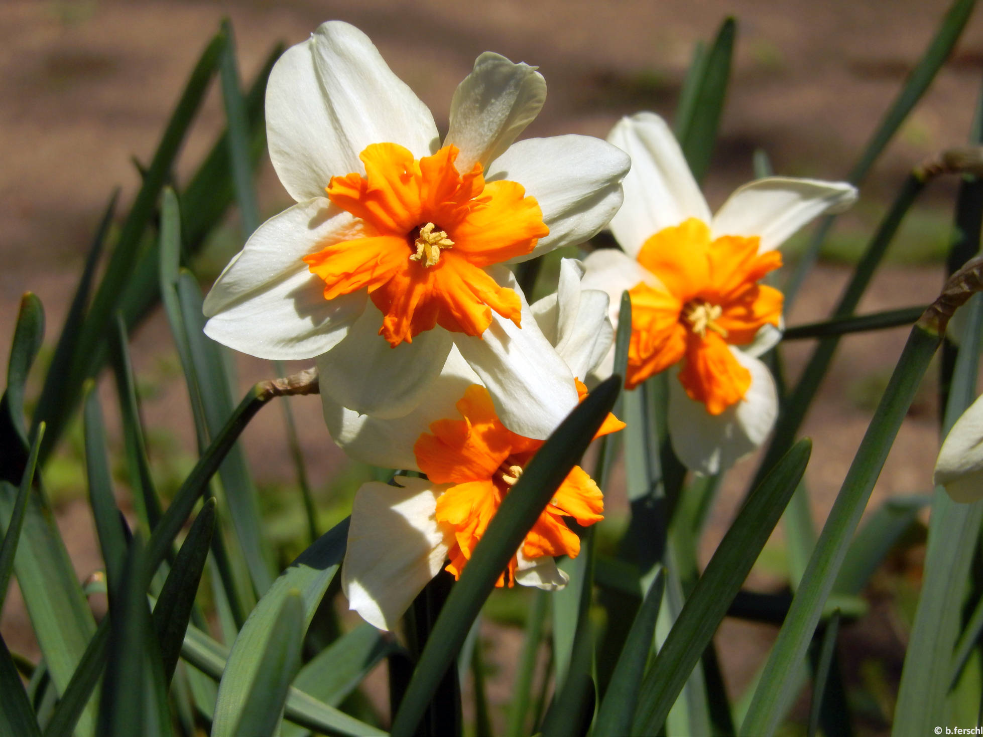 Hasadt koronájú nárciszok (Narcissus ‘Orangery‘