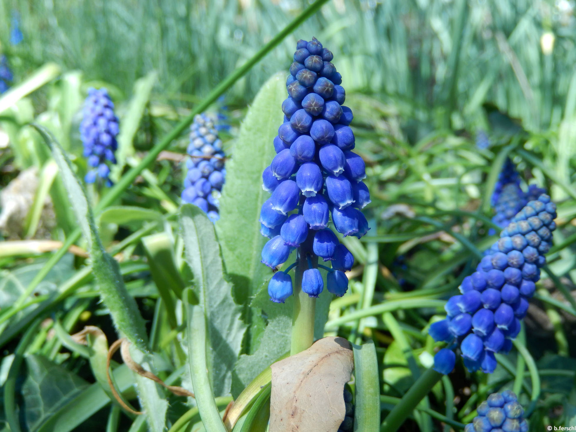 Gyöngyike (Muscari sp.)