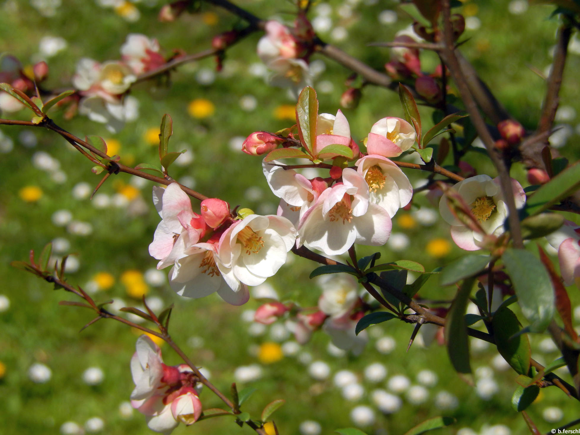 Chaenomeles cathayensis