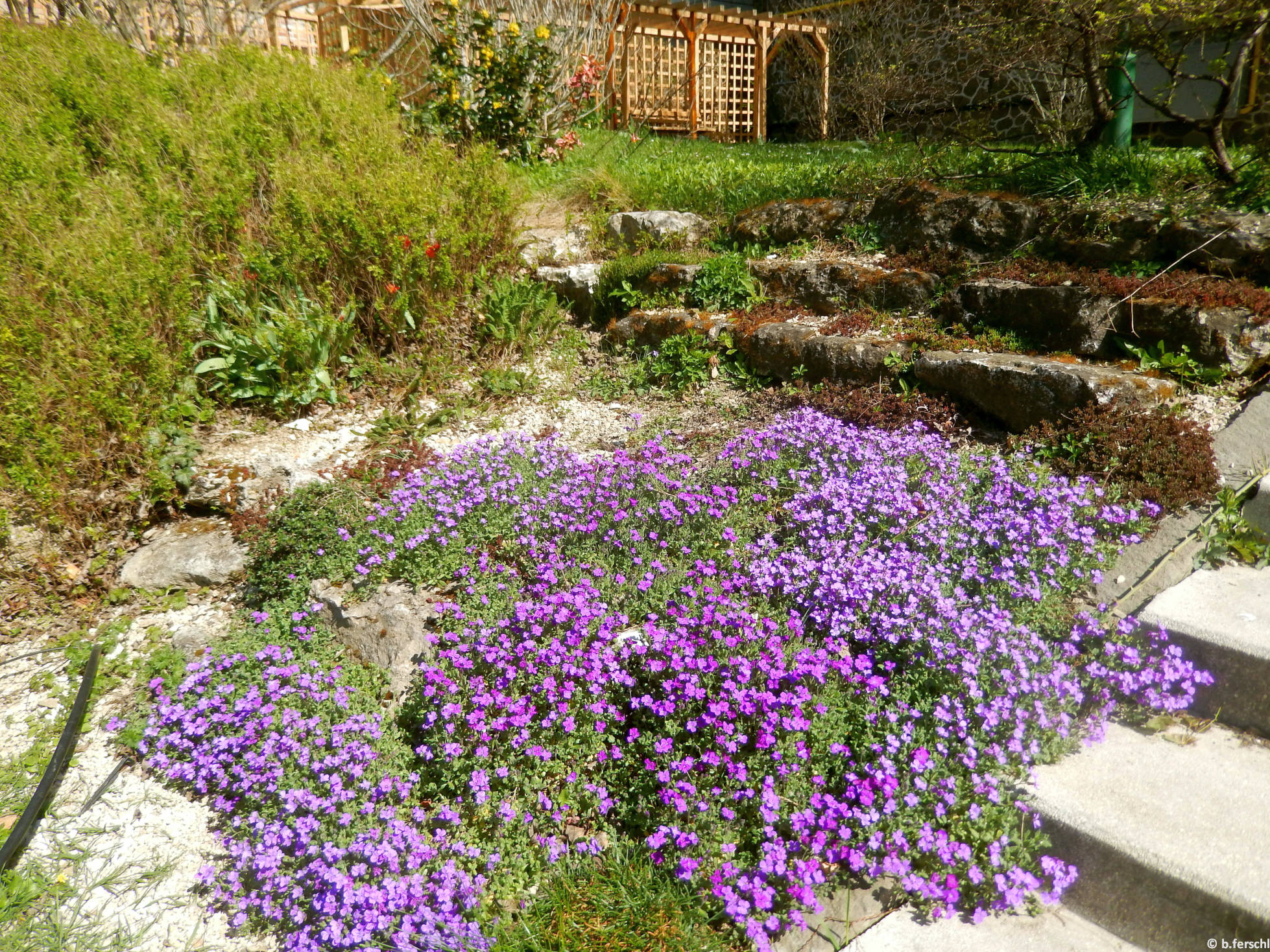 Az alsó sziklakert részlete az A-épület oldalbejáratánál pázsitviolával (Aubrieta sp.)