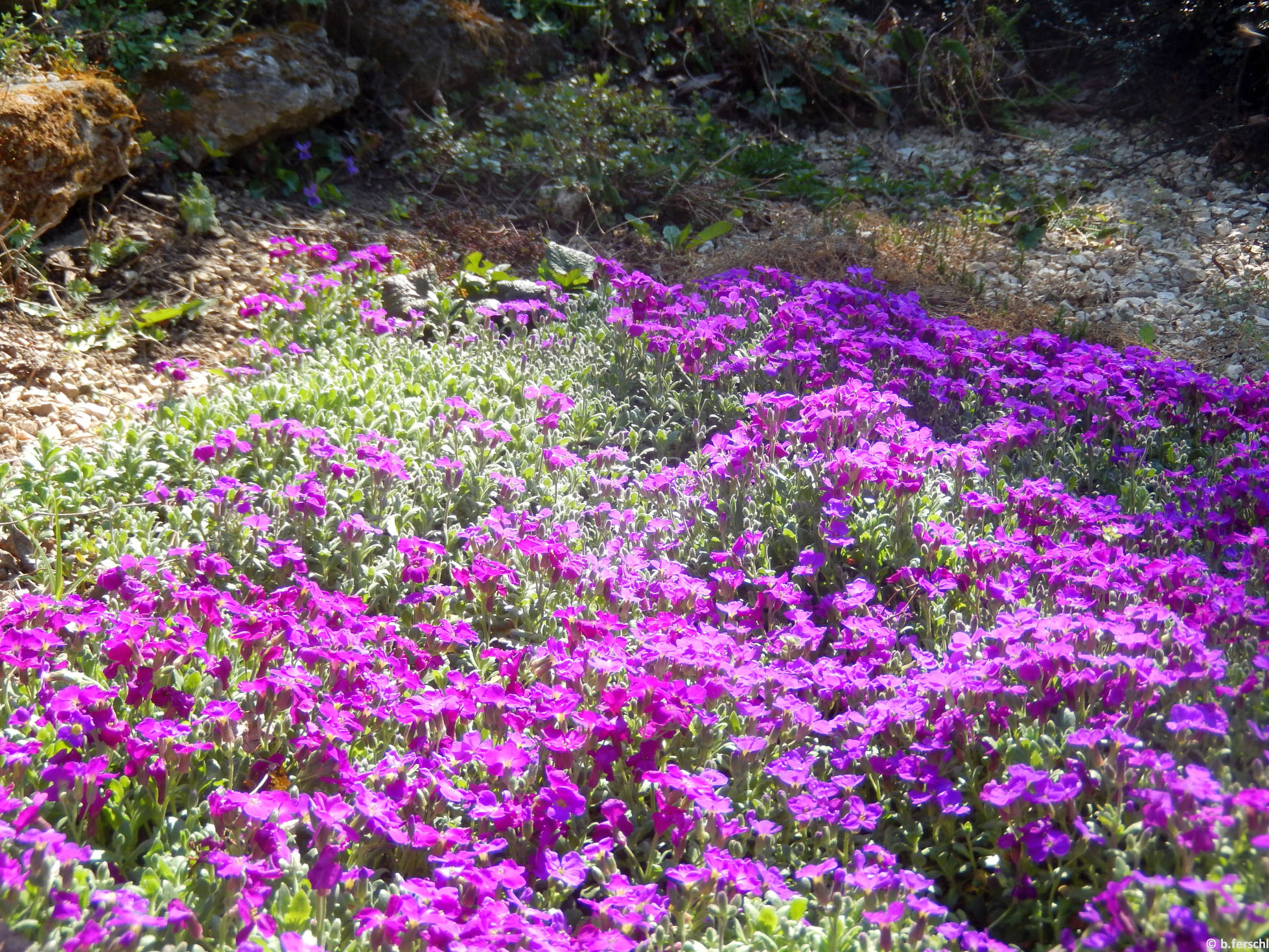 Pázsitviola (Aubrieta sp.)