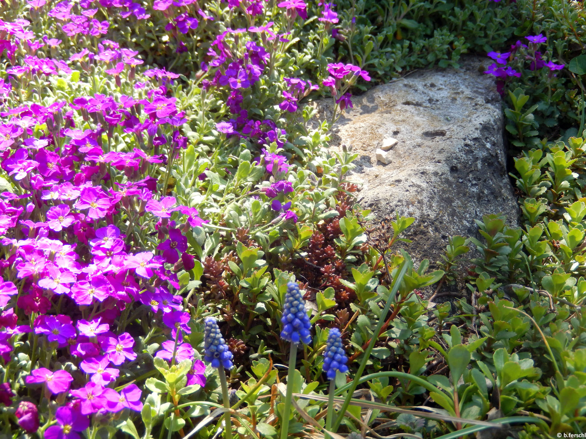 Pázsitviola (Aubrieta sp.)