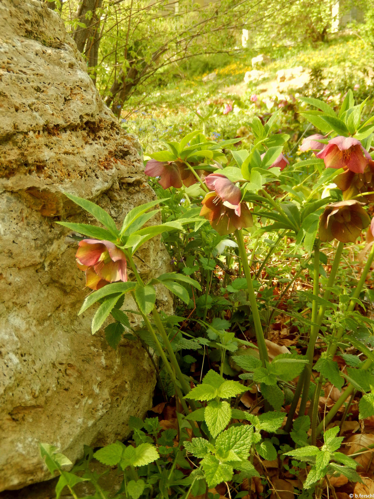 Pirosló hunyor (Helleborus purpurascens) a felső sziklakerben 