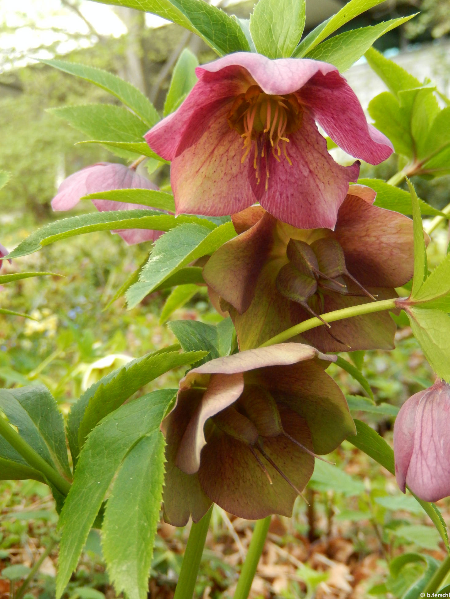 Pirosló hunyor (Helleborus purpurascens) a felső sziklakerben 