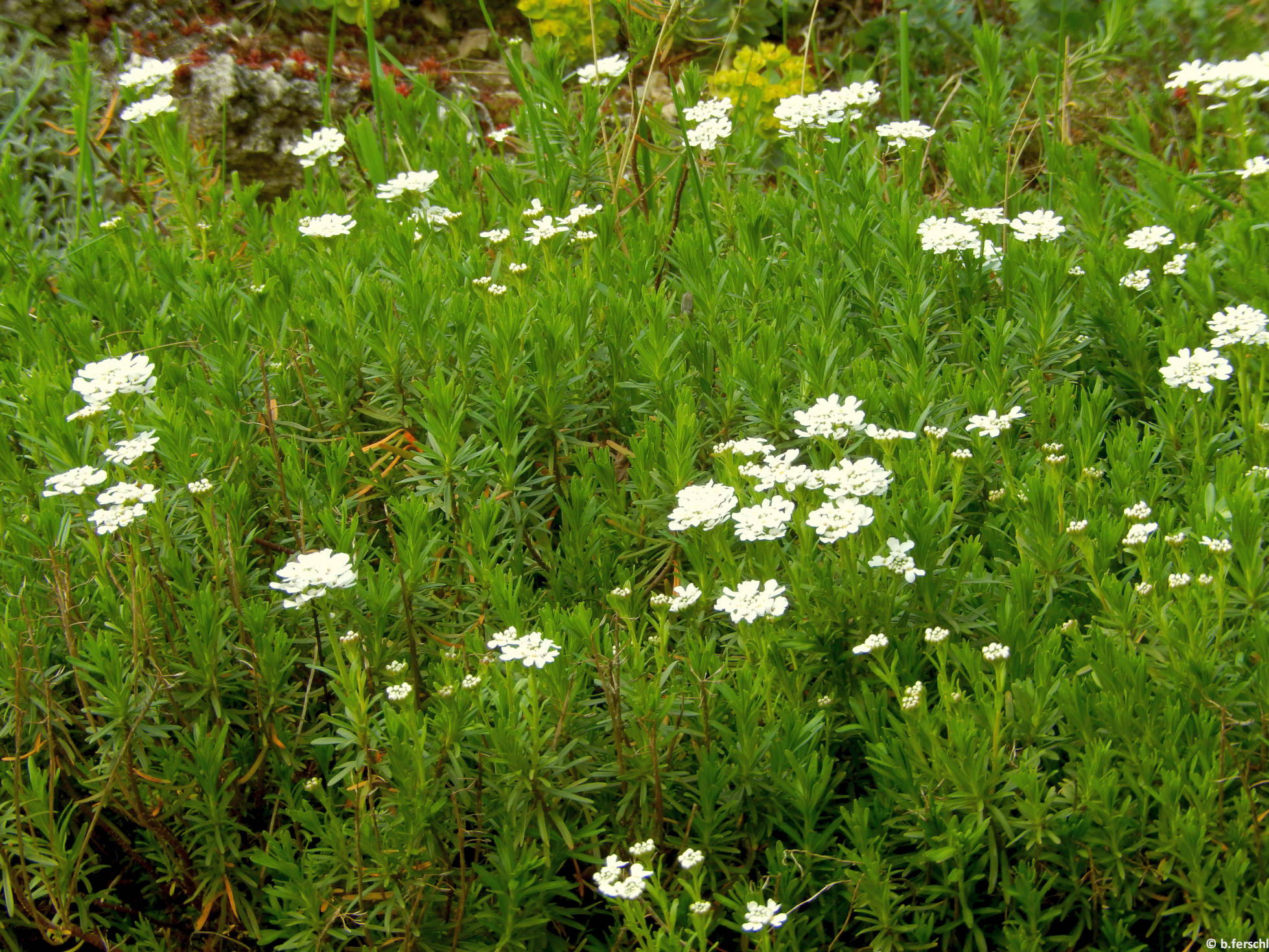 Örökzöld tatárvirág (Iberis sempervirens) 