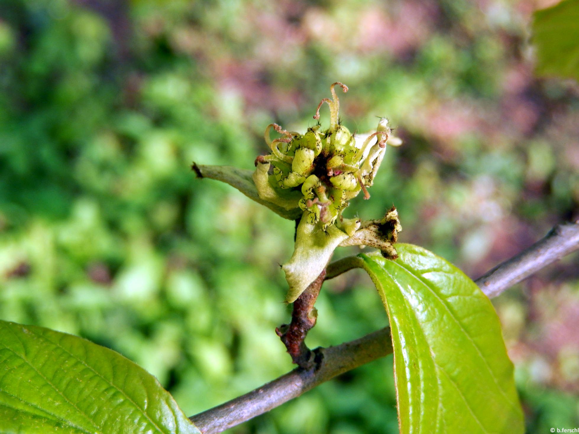 Perzsa varázsfa terméskezdeményei (Parrotia persica)