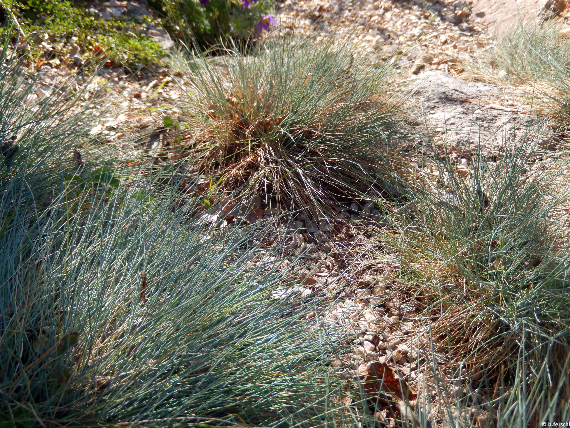 Deres csenkesz (Festuca pallens) az alsó sziklakertben