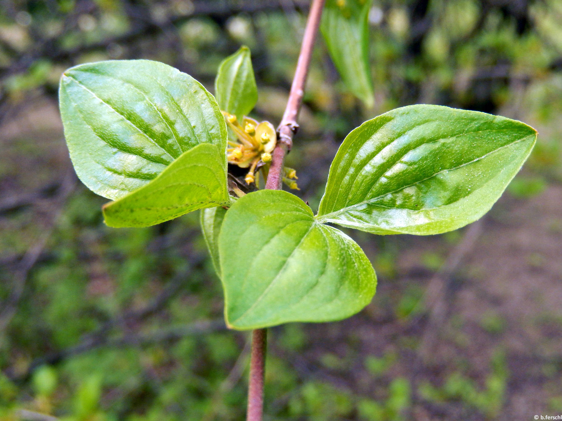 Húsos som (Cornus mas)