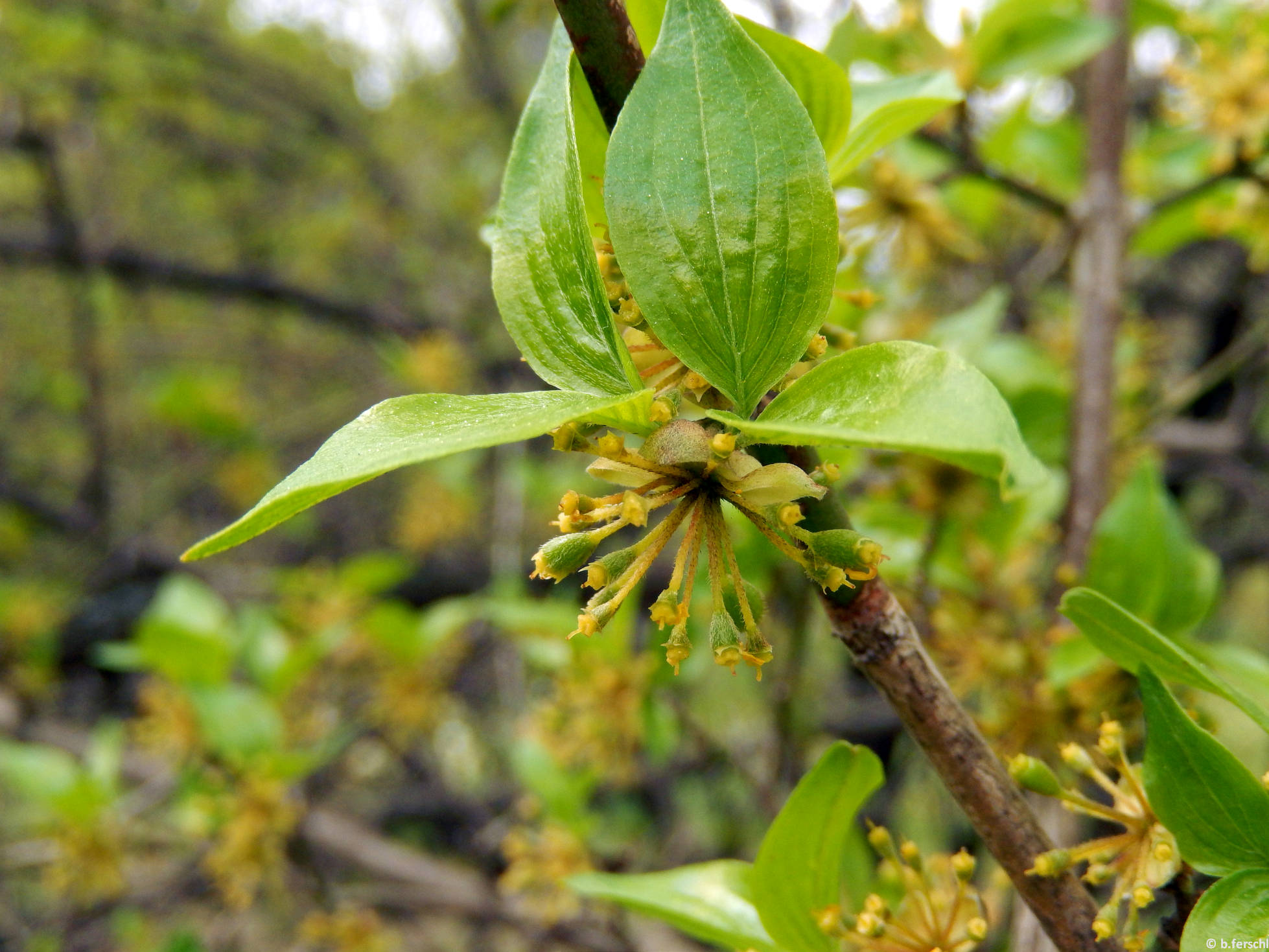 Húsos som (Cornus mas)