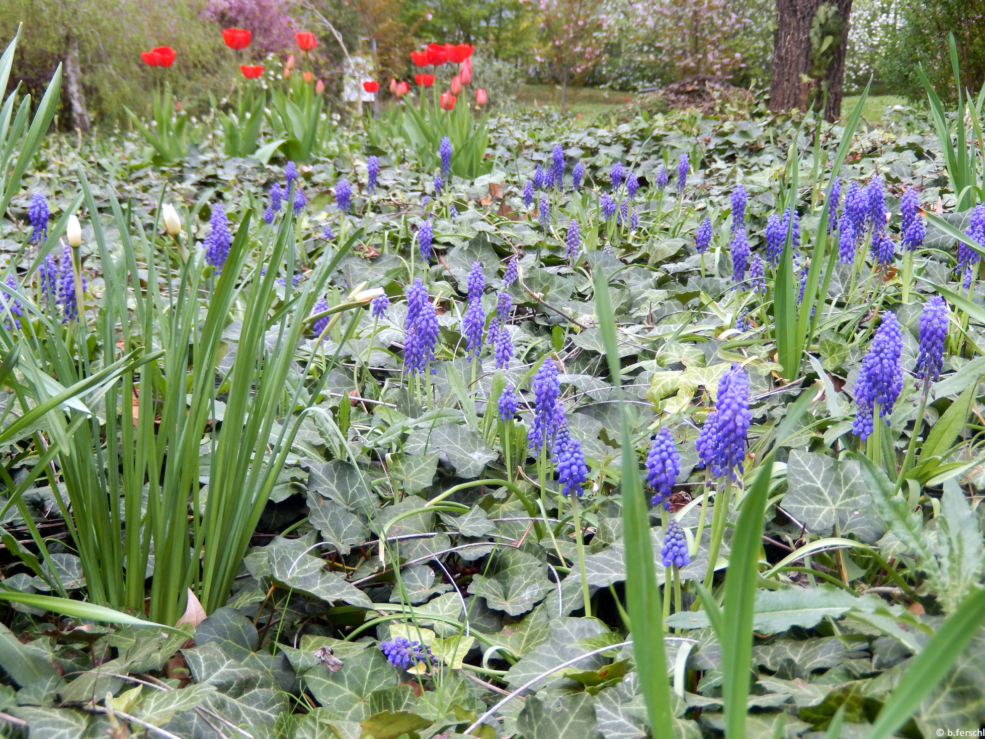 Gyöngyikék (Muscari sp)