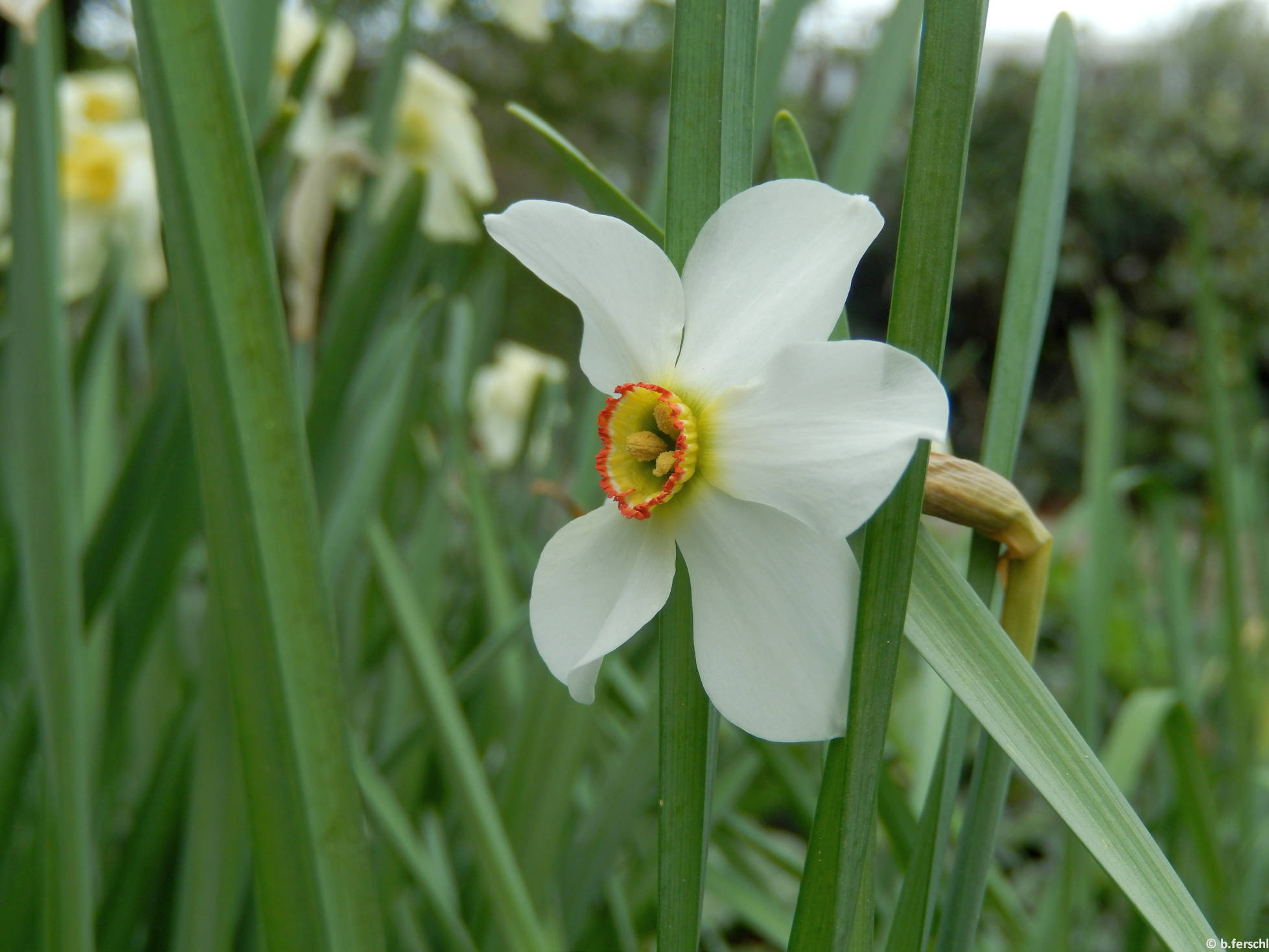 Fehér nárcisz (Narcissus poeticus)