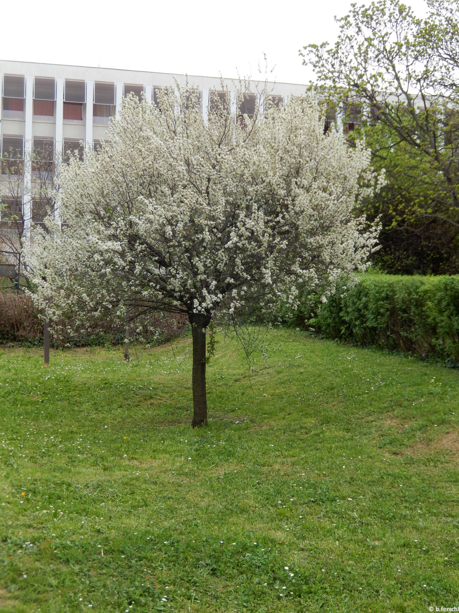 Gömb csepleszmeggy (Prunus fruticosa ‘Globosa‘)