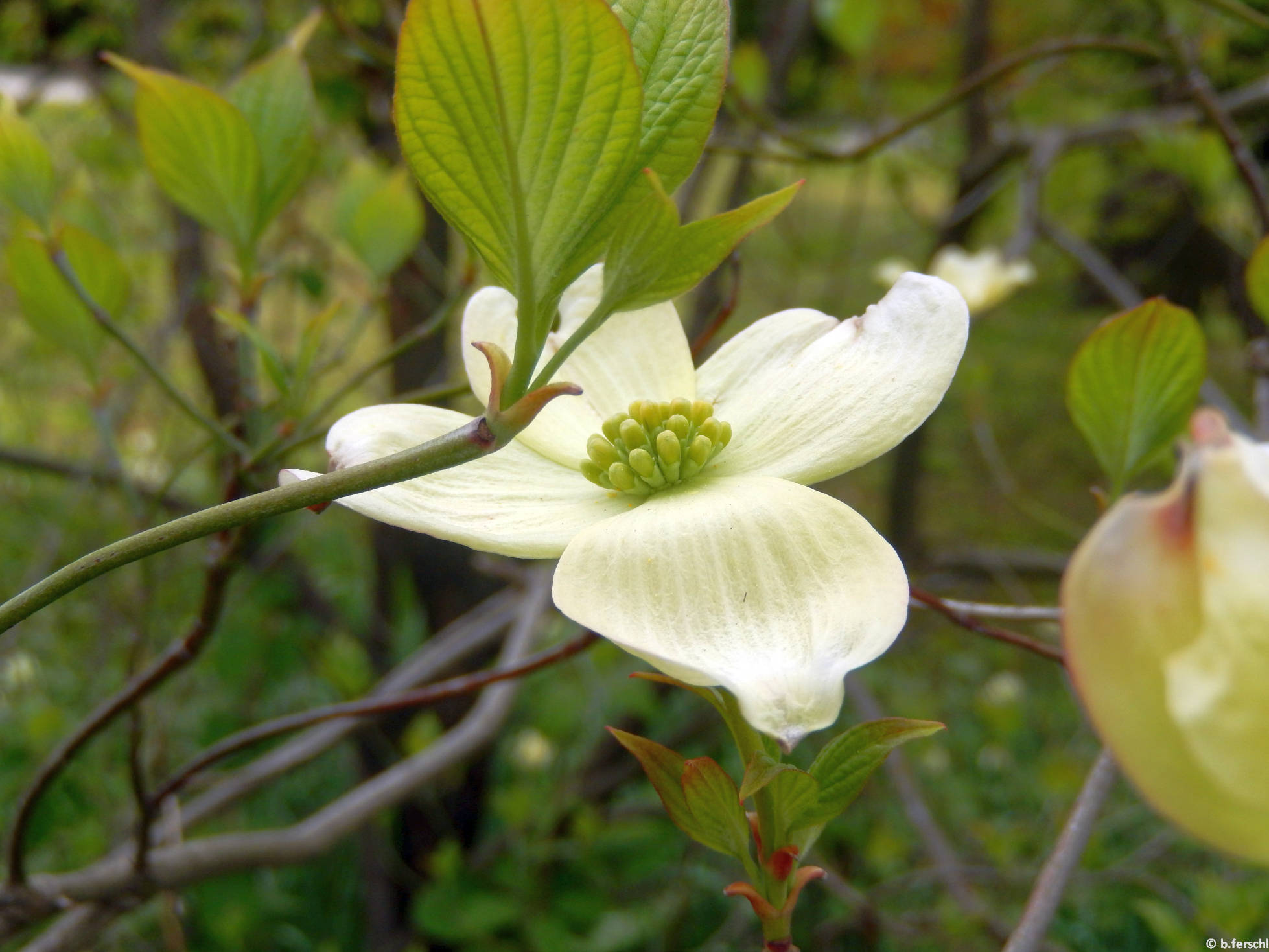 Virágos som (Cornus florida)