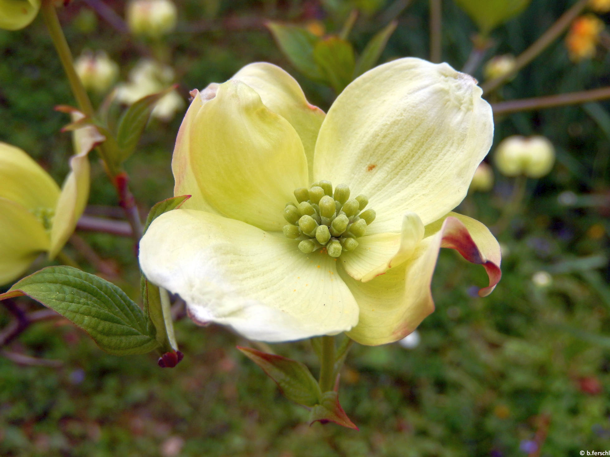 Virágos som (Cornus florida)