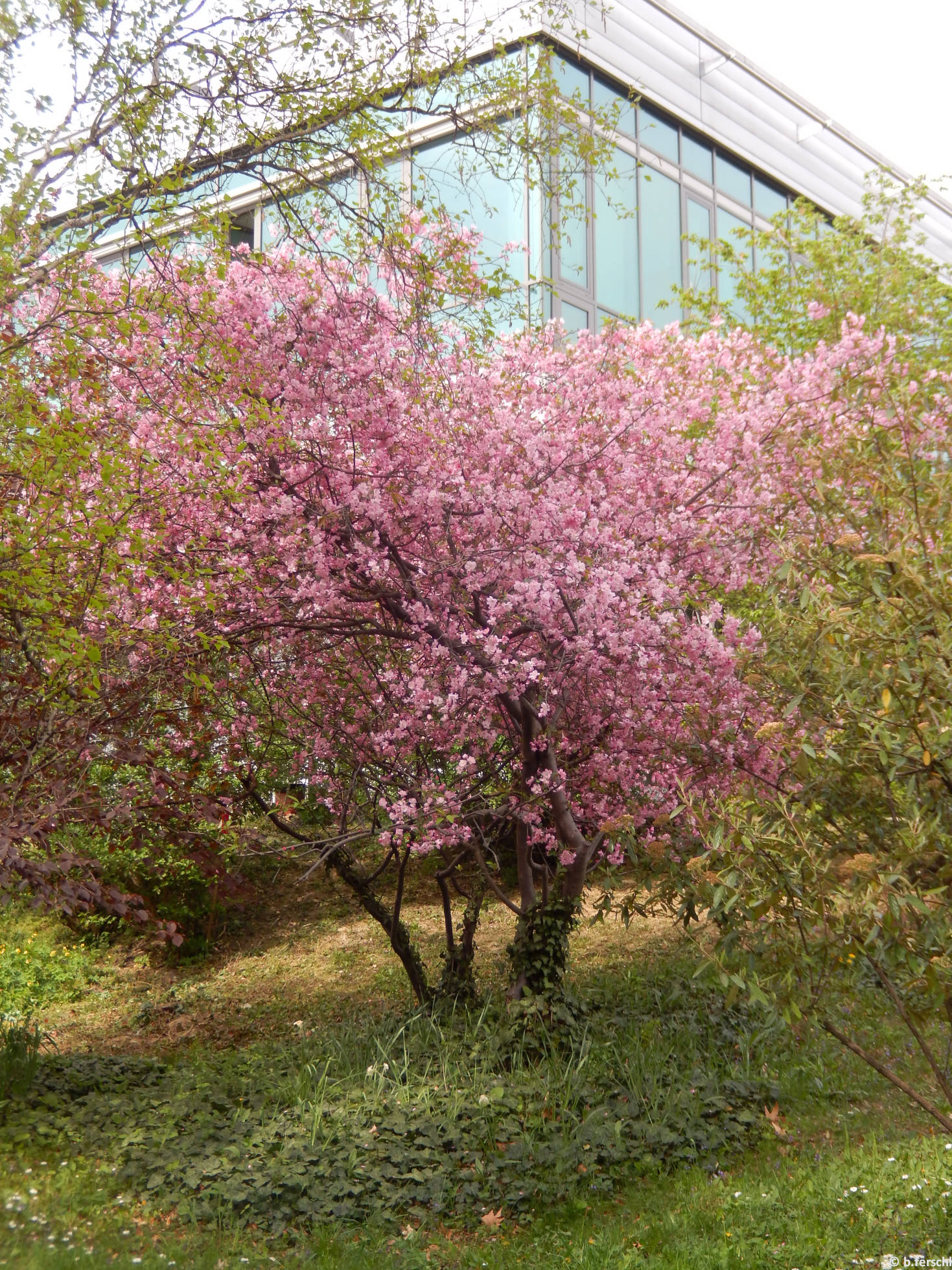 Malus halliana-díszalma