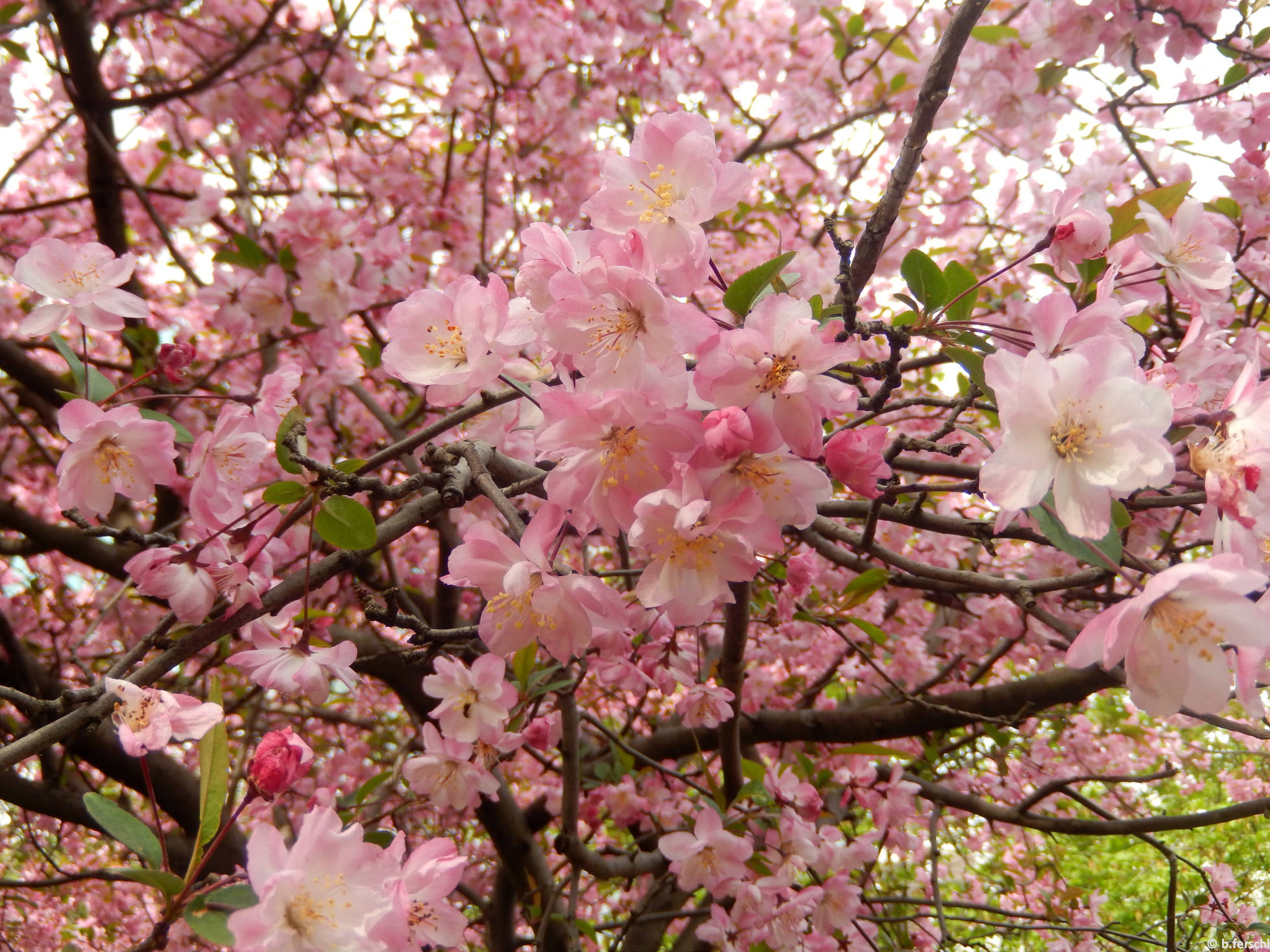 Malus halliana-díszalma