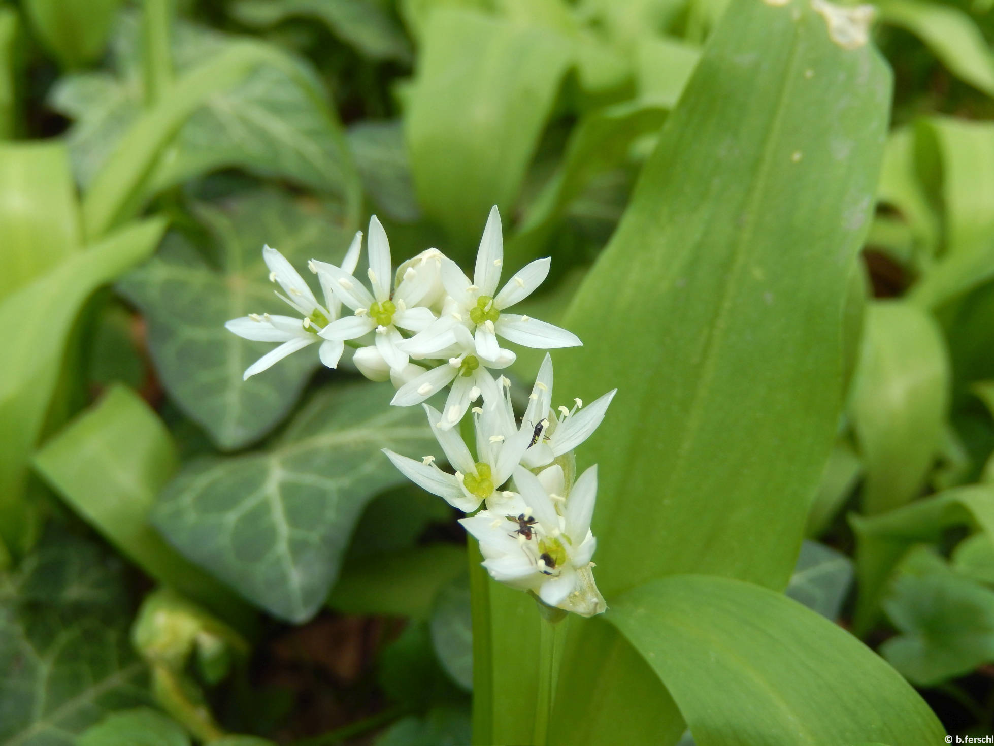 Medvehagyma (Allium ursinum) a Felső Kertben