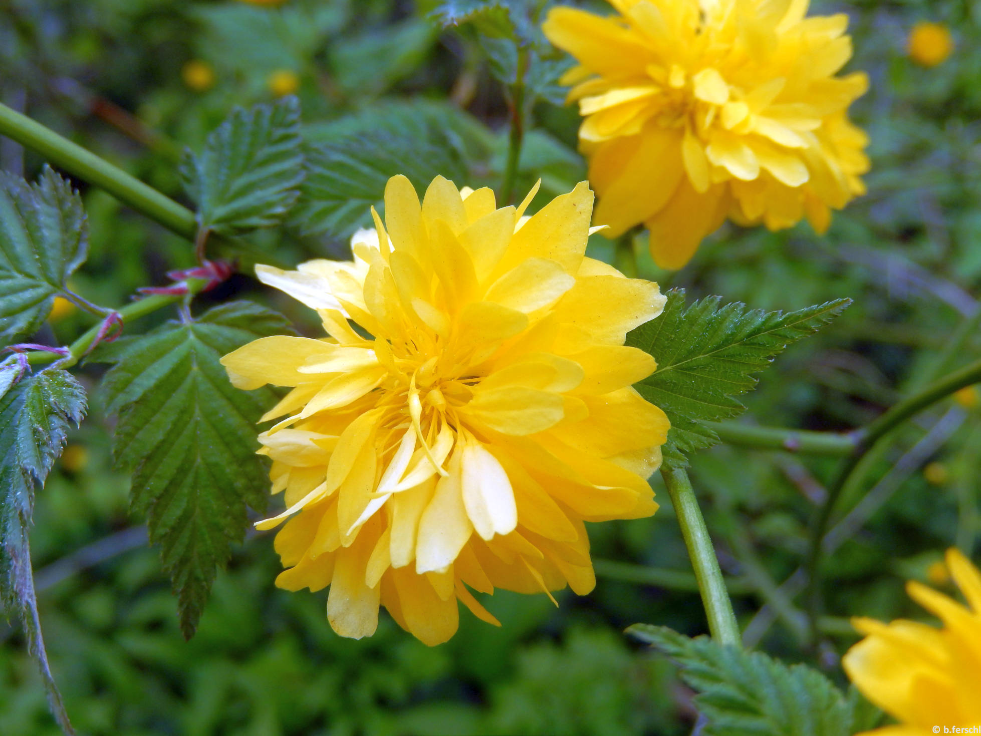 Telt virágú boglárkacserje (Kerria japonica)