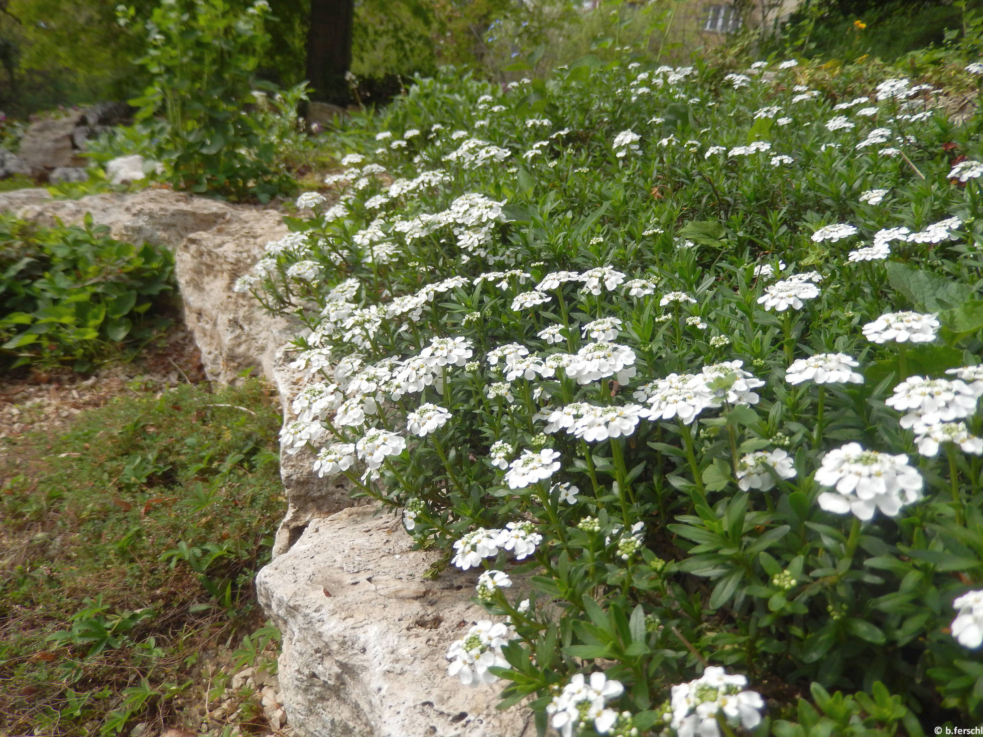 Örökzöld tatárvirág (Iberis sempervirens) a felső sziklakerben 