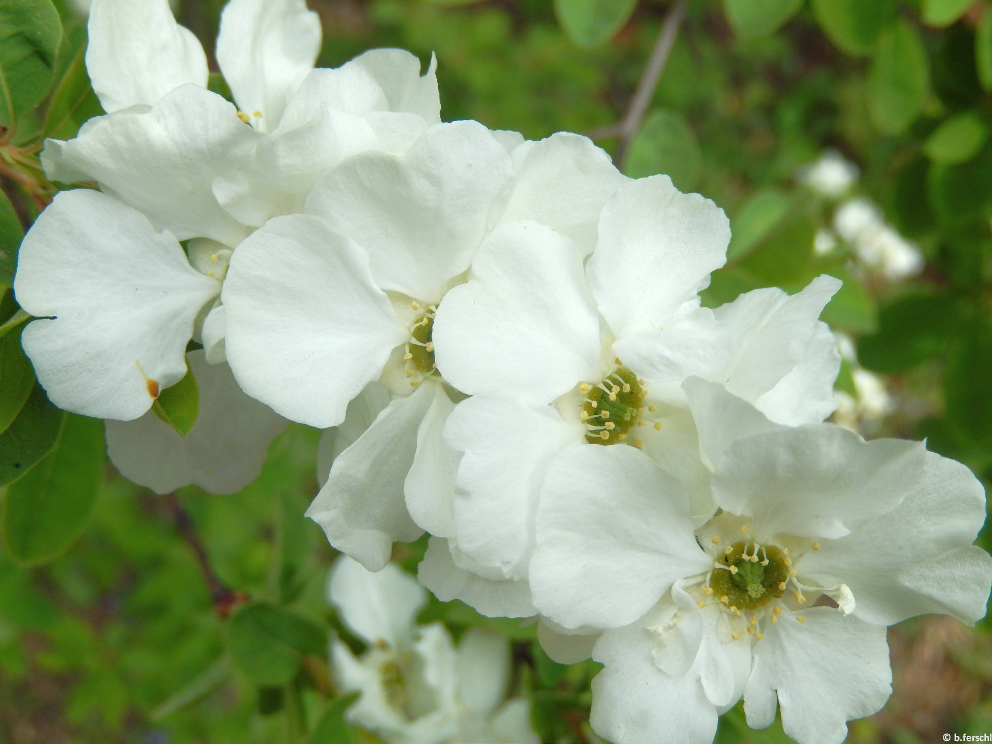 Gyöngycserje (Exochorda sp.)