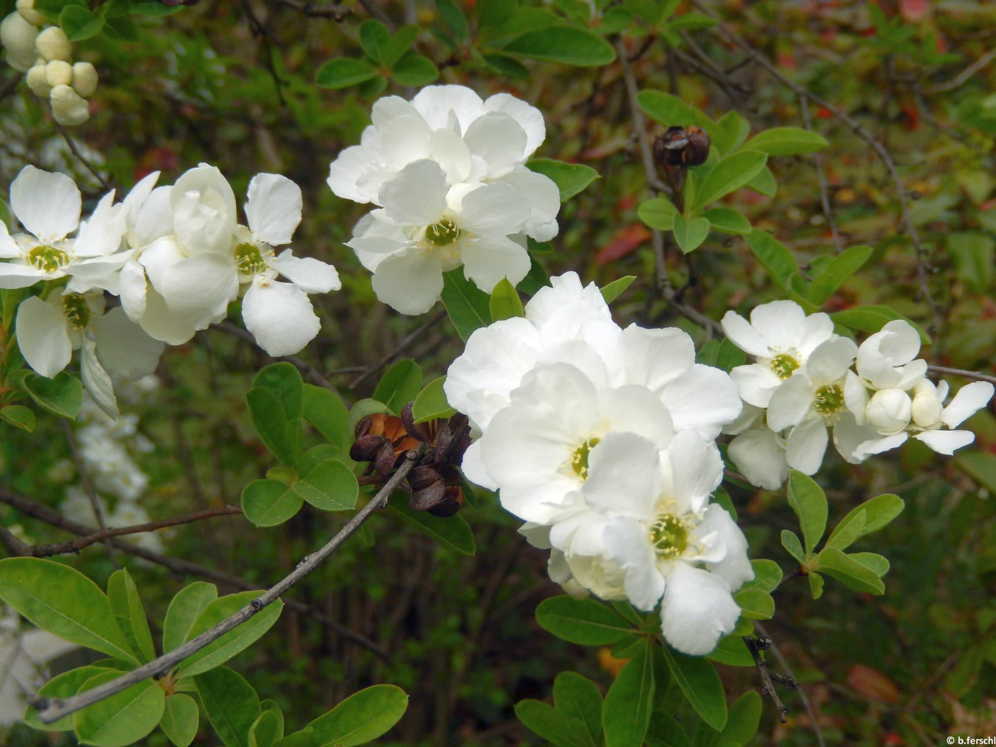 Gyöngycserje (Exochorda sp.)