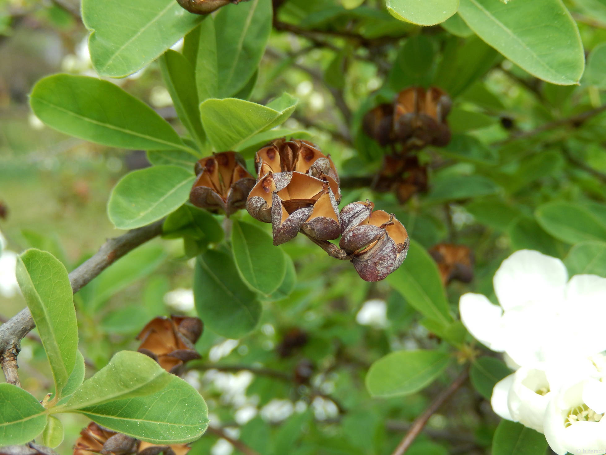 Gyöngycserje (Exochorda sp.)