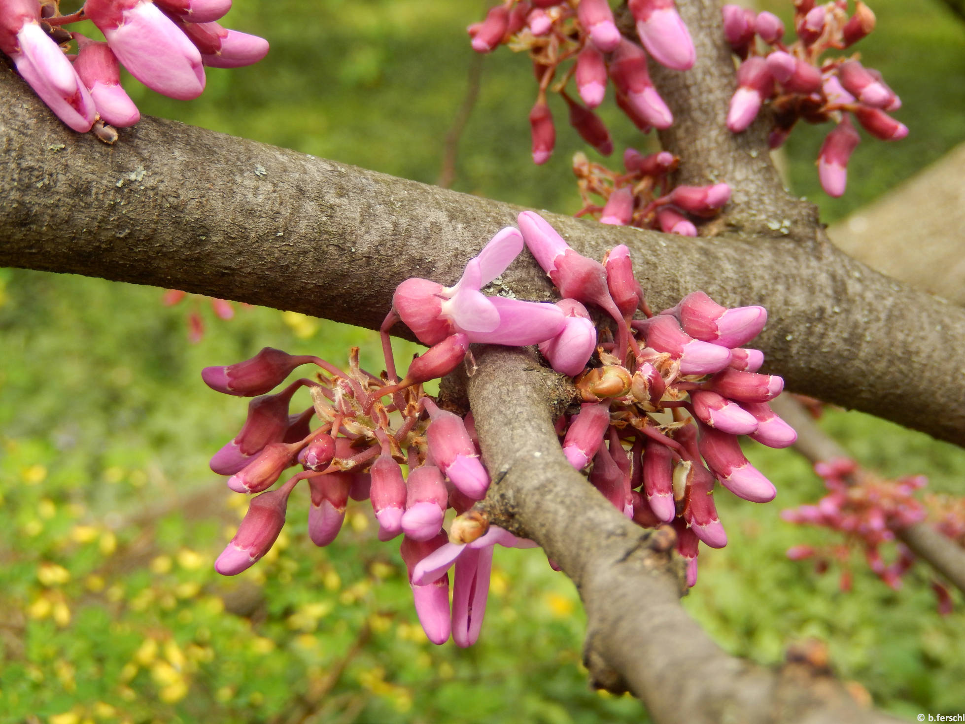 Júdásfa (Cercis siliquastrum)