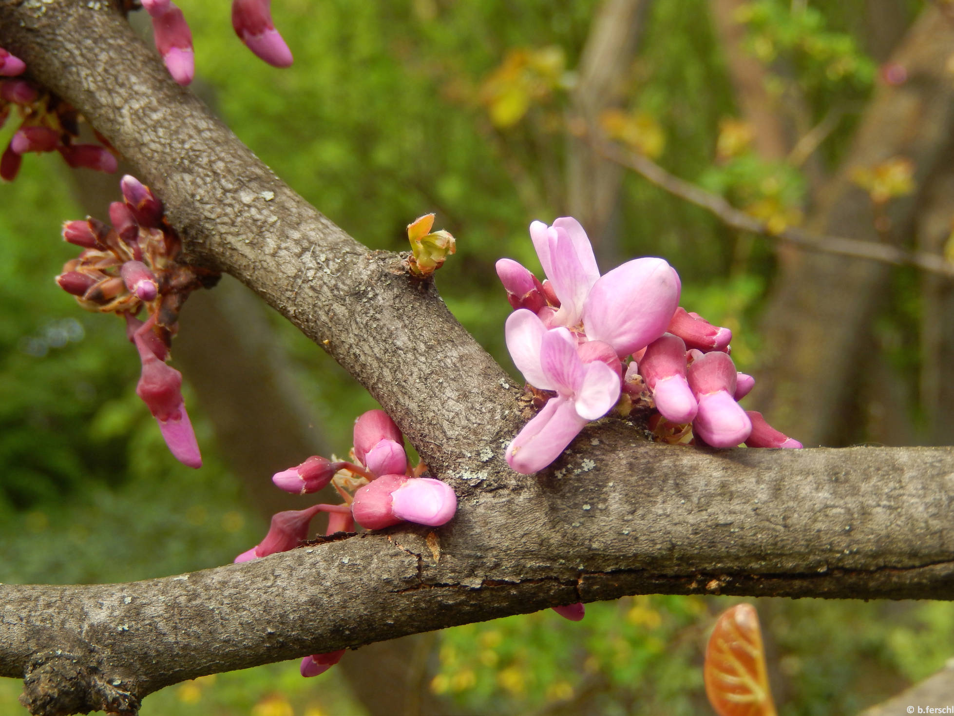 Júdásfa (Cercis siliquastrum)