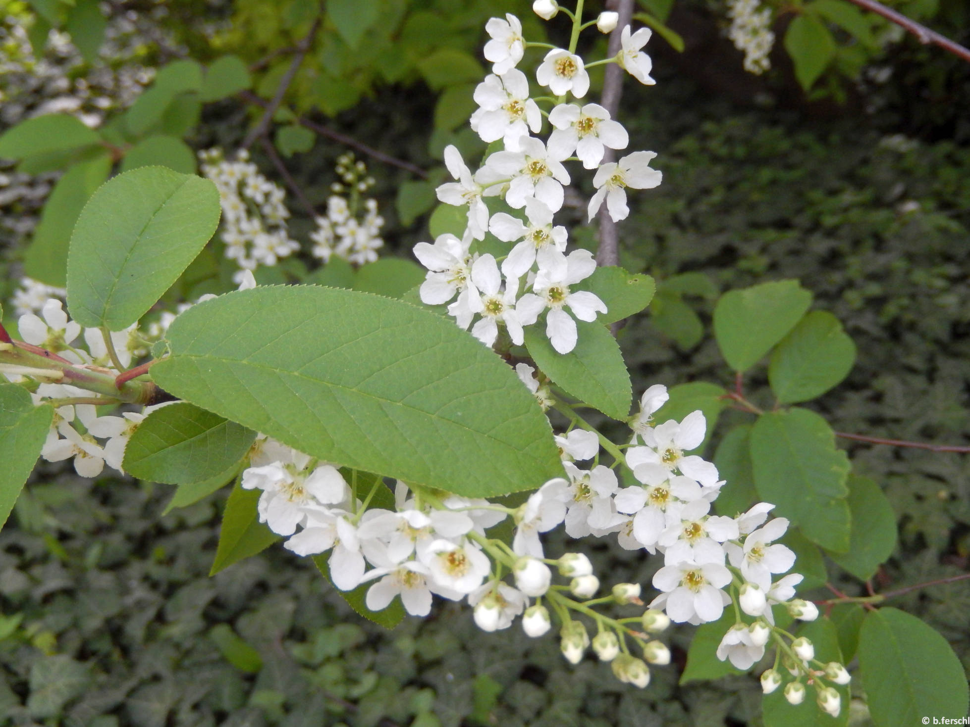 Májusfa (Prunus padus)