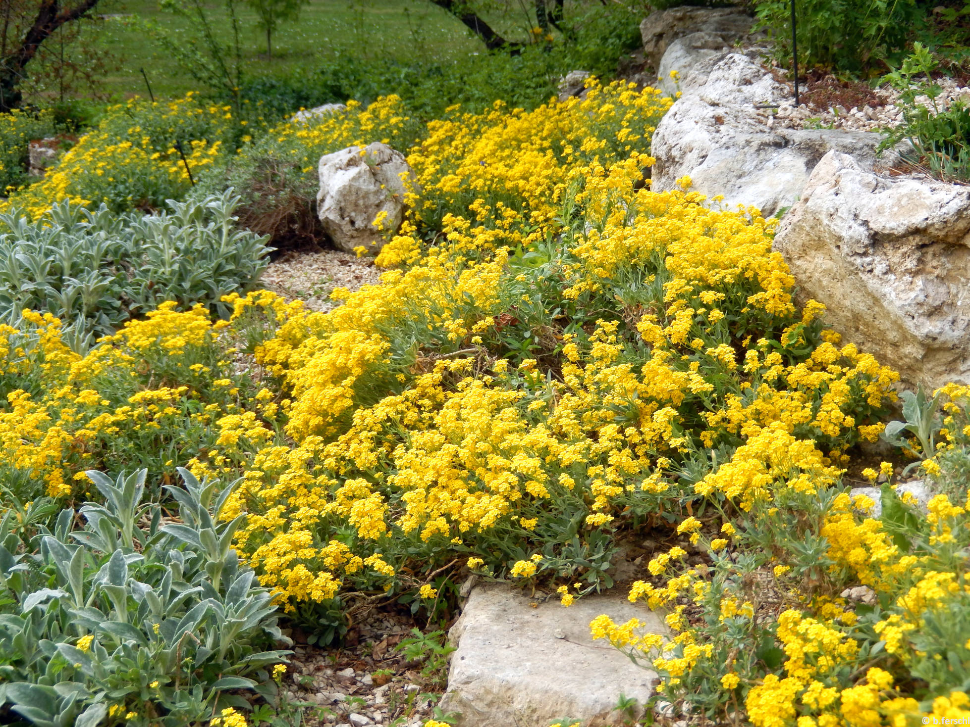 Sziklai ternye (Aurinia saxatilis) az alsó sziklakerben