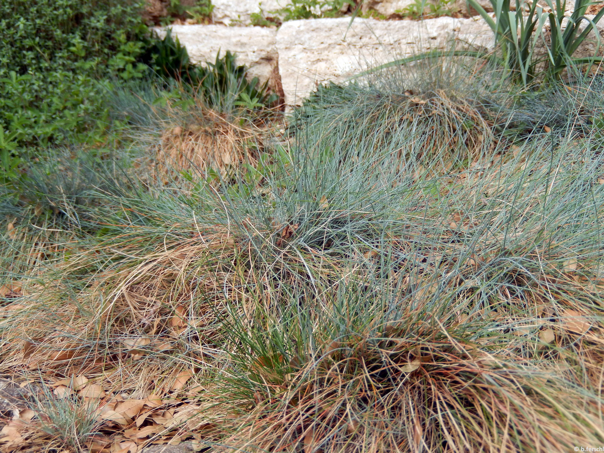 Deres csenkesz (Festuca pallens) az alsó sziklakertben