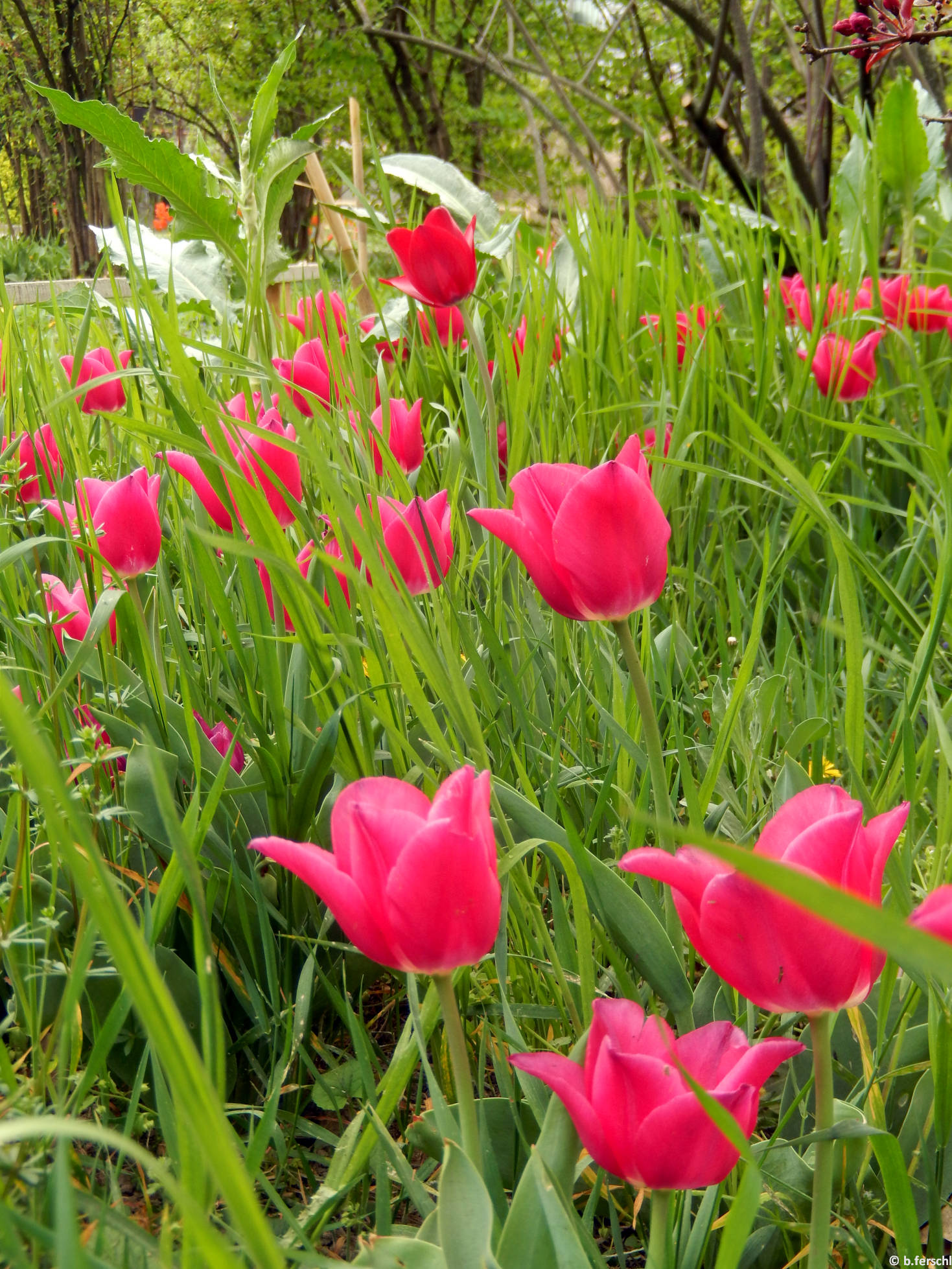 Ciklámenrózsaszín tulipánok a Bangitagyűjtemény előtt