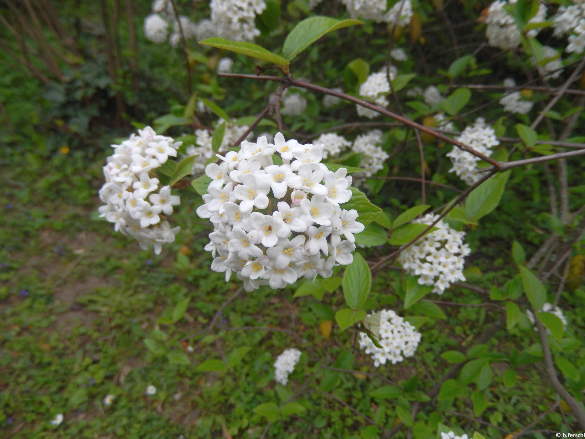 Kányabangita (Viburnum opulus)