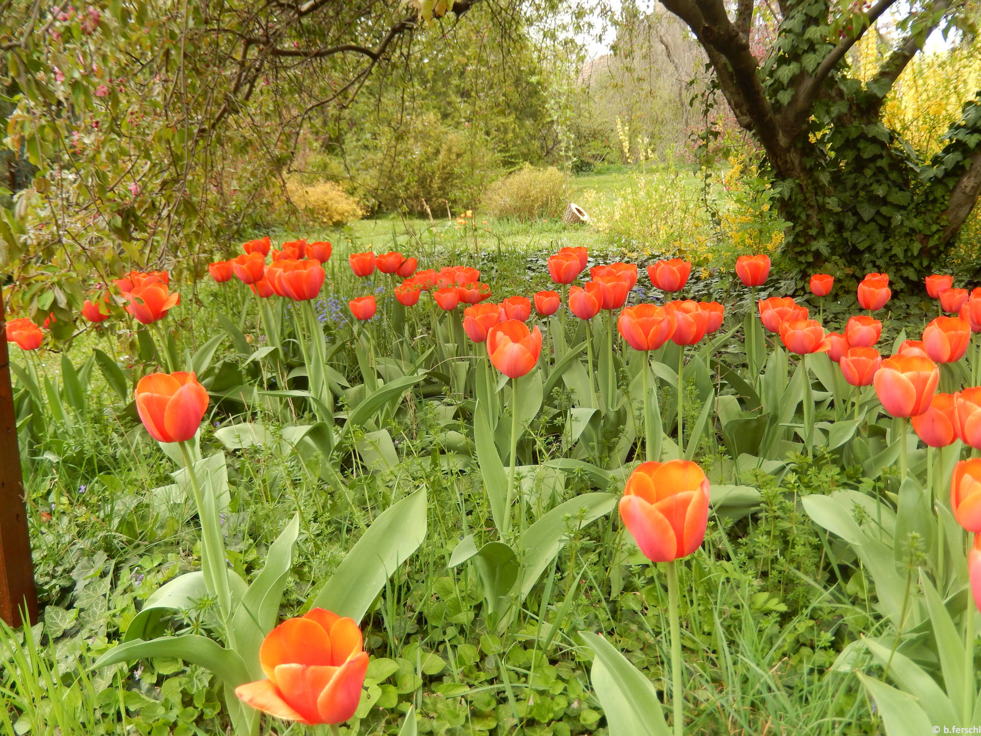 Az idős fák alatt szépen nyílnak a piros tulipánok