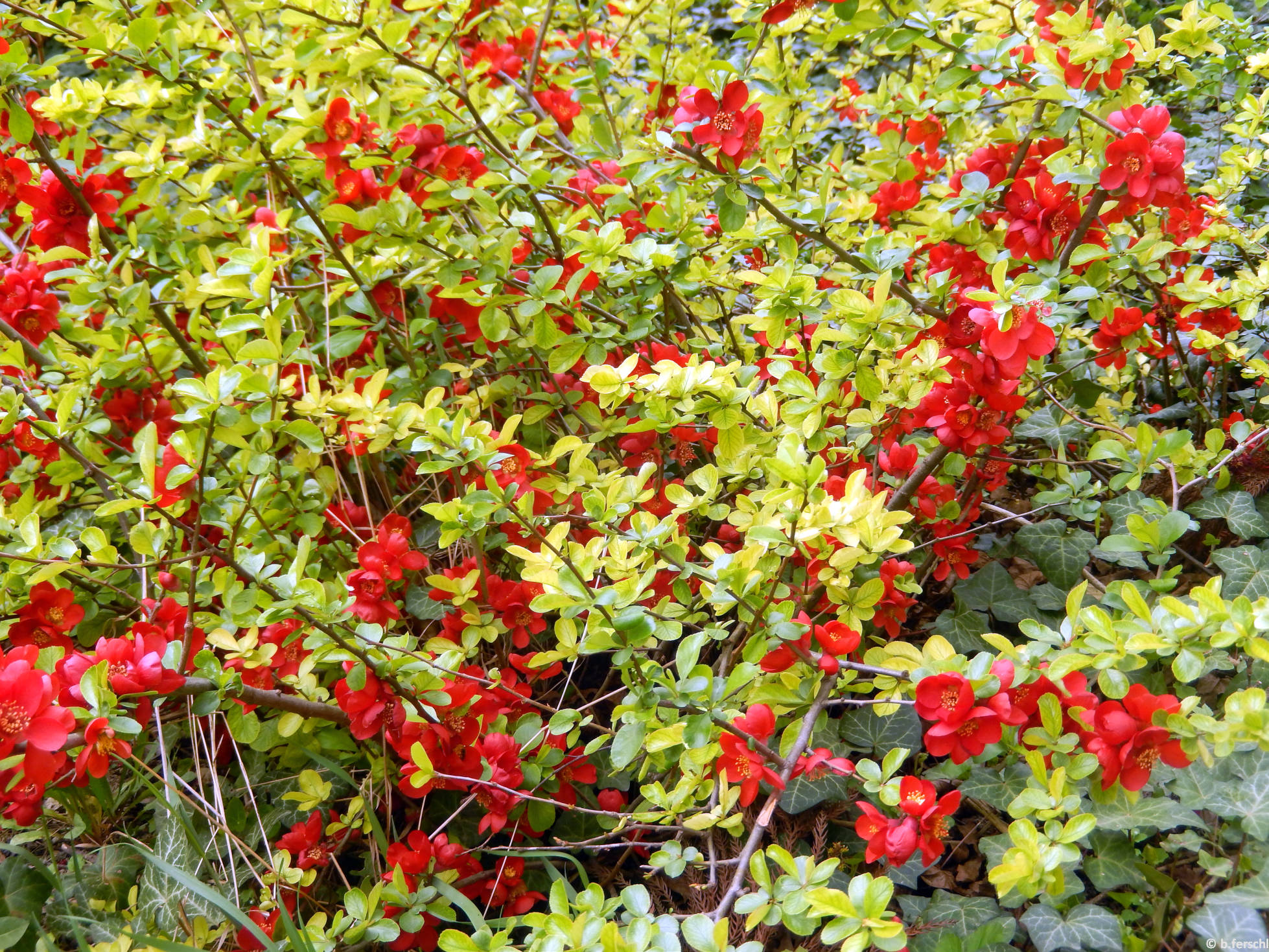 Japánbirs (Chaenomeles sp.)