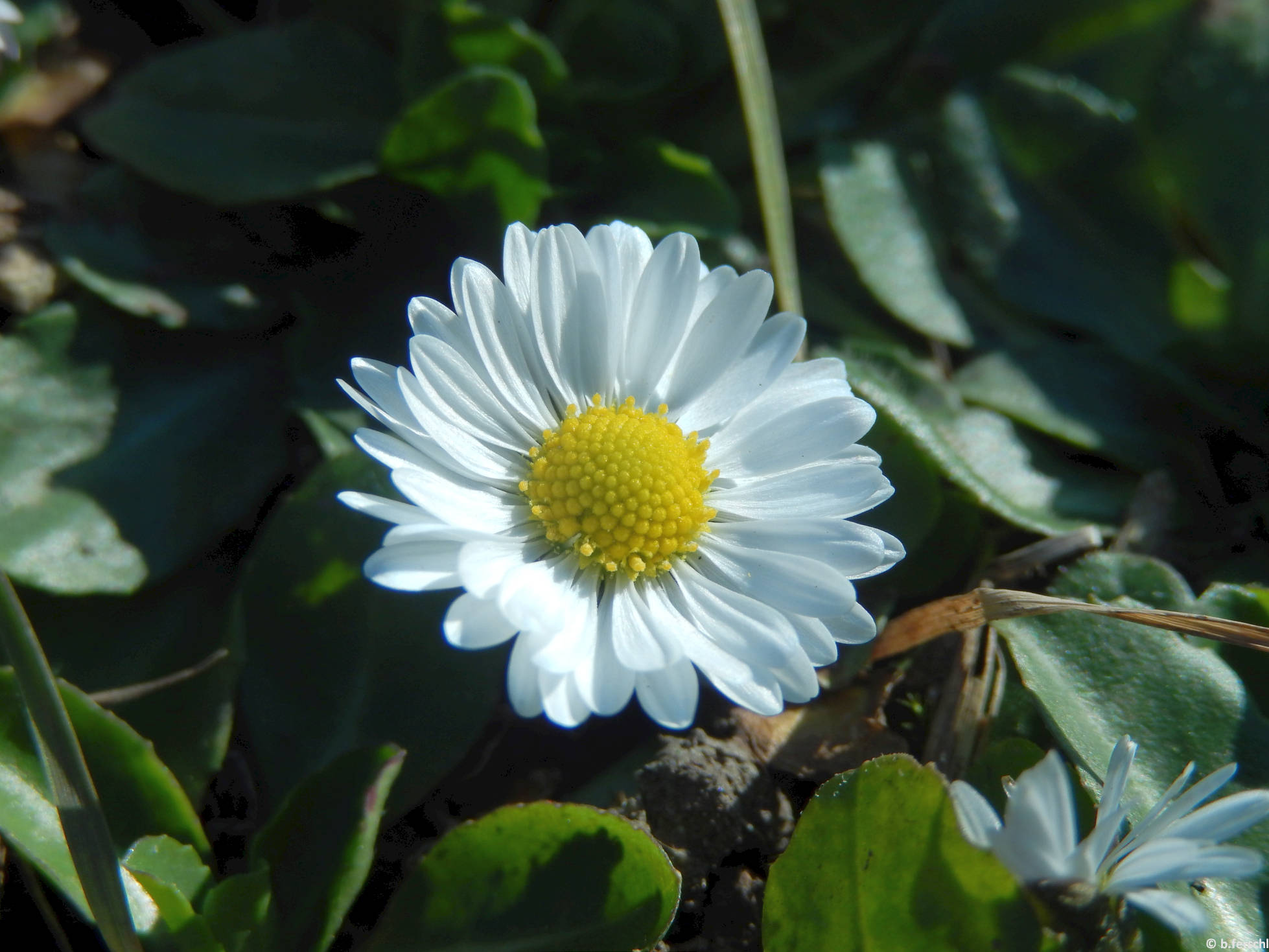 Százszorszép (Bellis perennis)