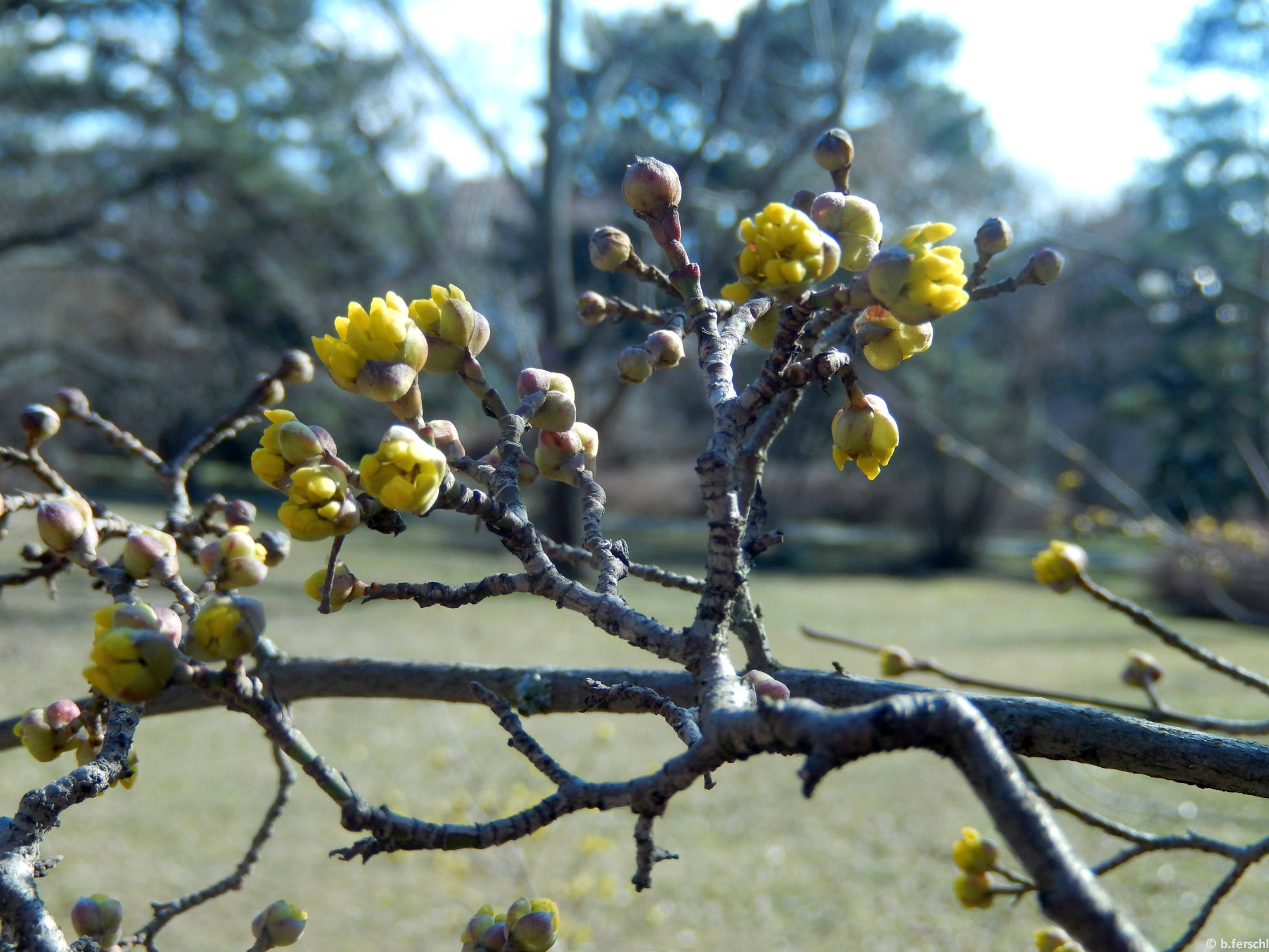 Virágzó húsos som (Cornus mas) 