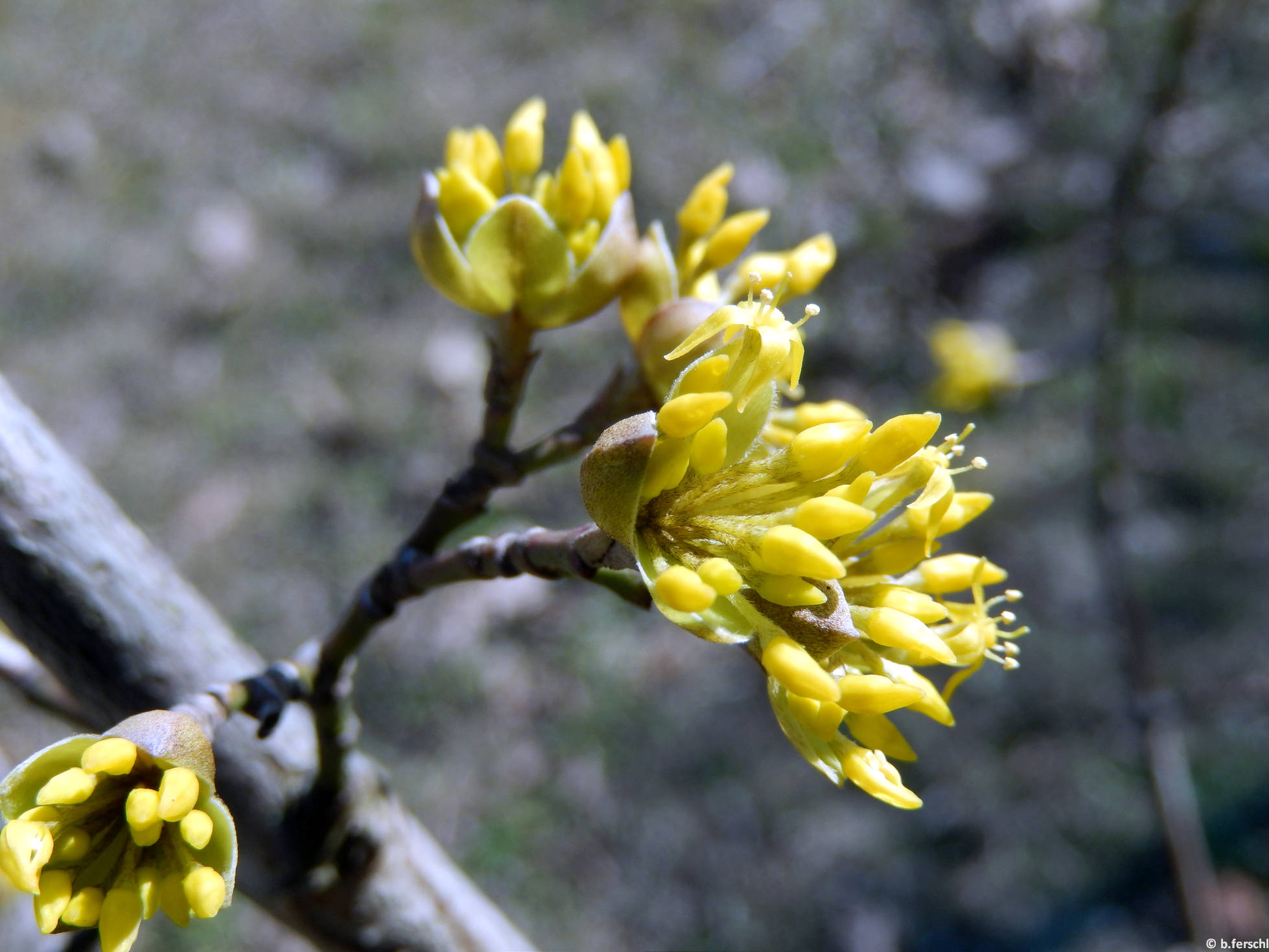 Virágzó húsos som (Cornus mas) 