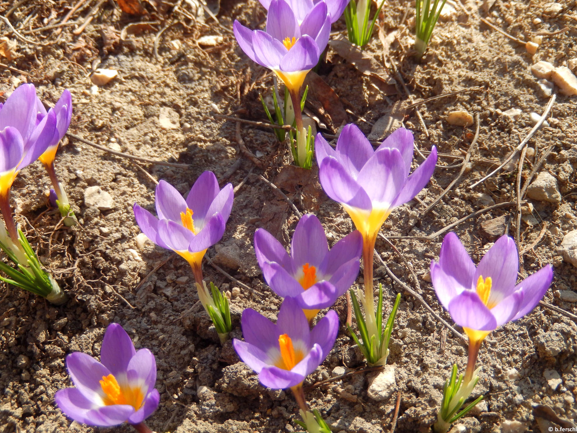 Sáfrány (Crocus sativus)