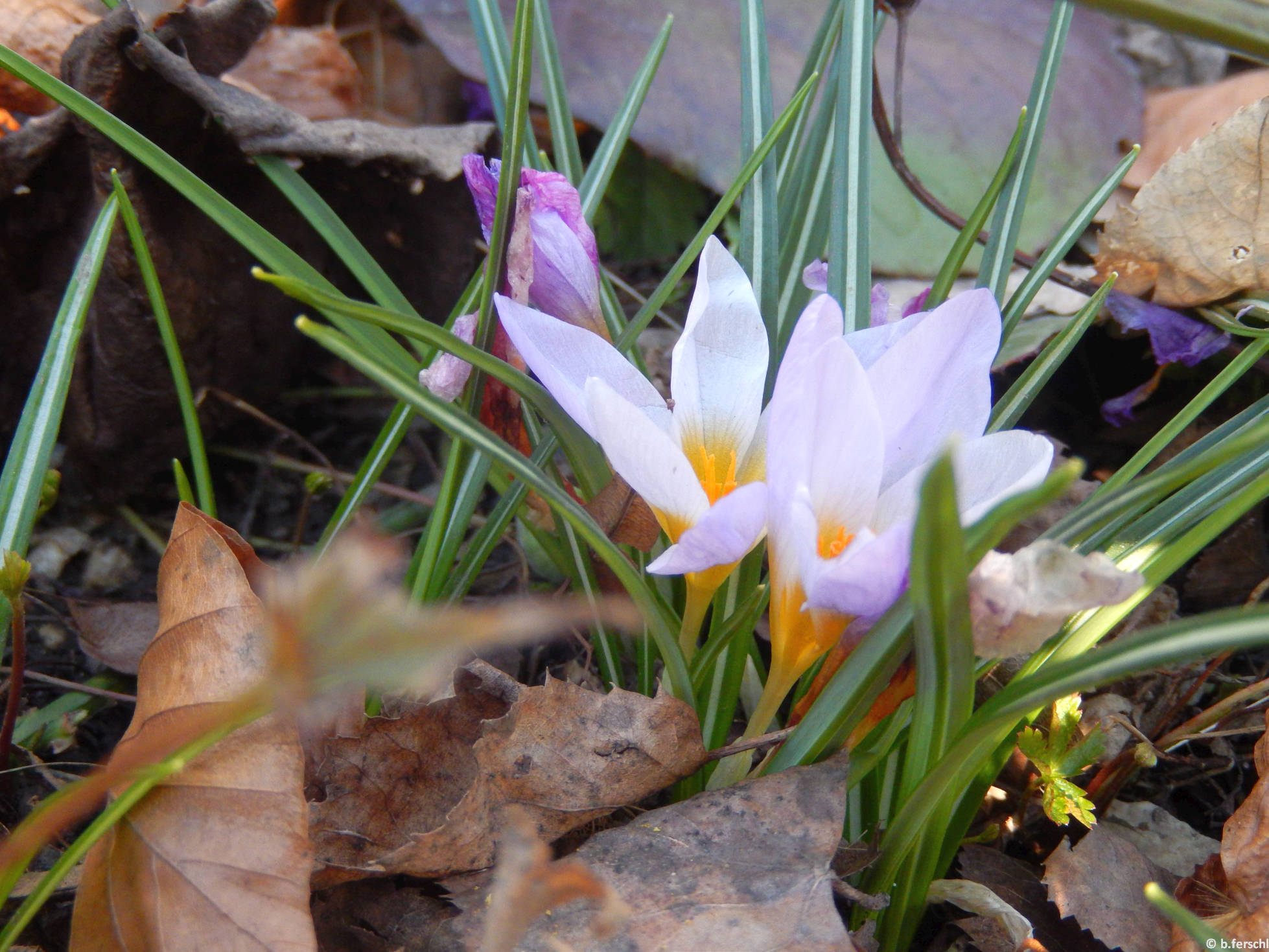 Sárfány (Crocus sativus)