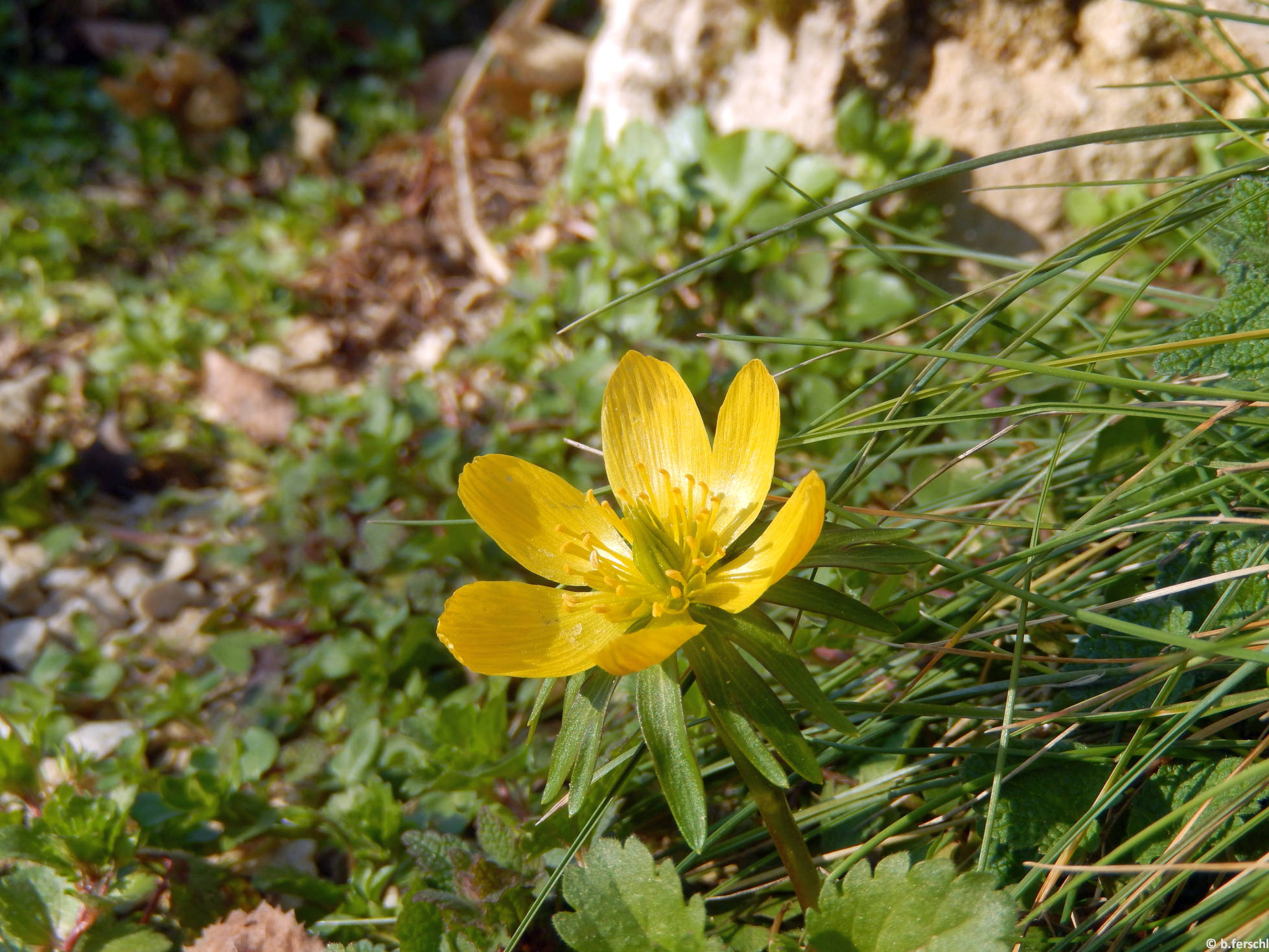 Téltemető a sziklakertben (Eranthys hyemalis)